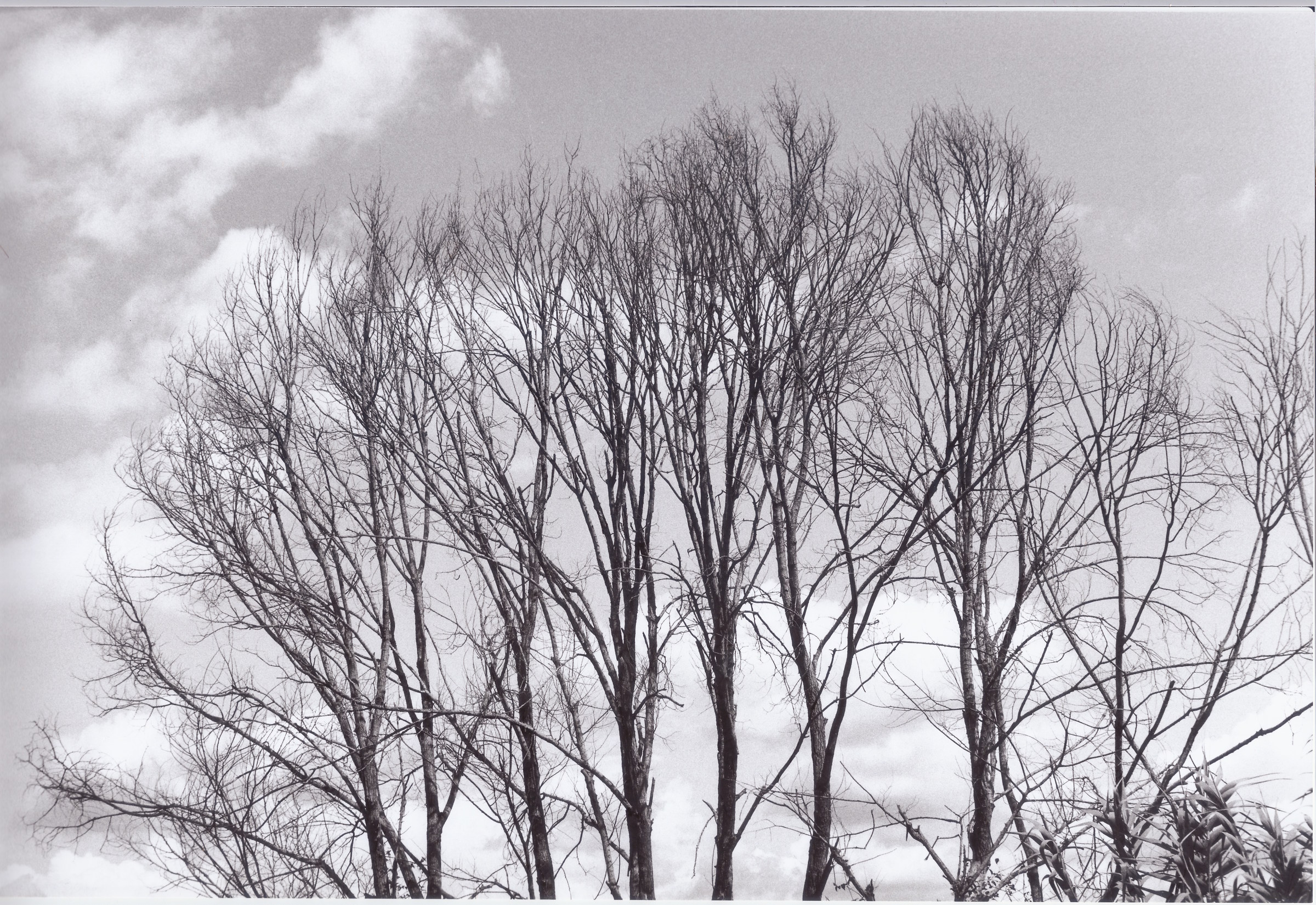 Branches in the Sky (35mm film Ilford Delta 100)...