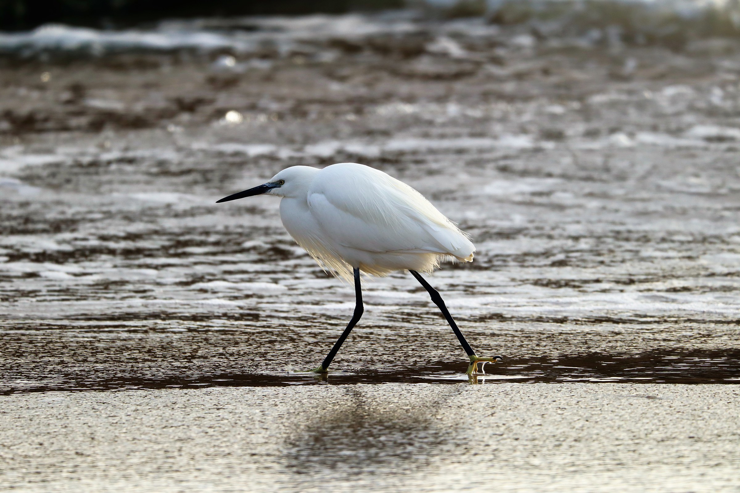 Egretta Garzetta 4...