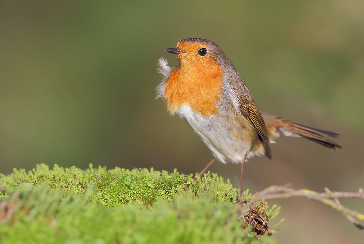 Robin...