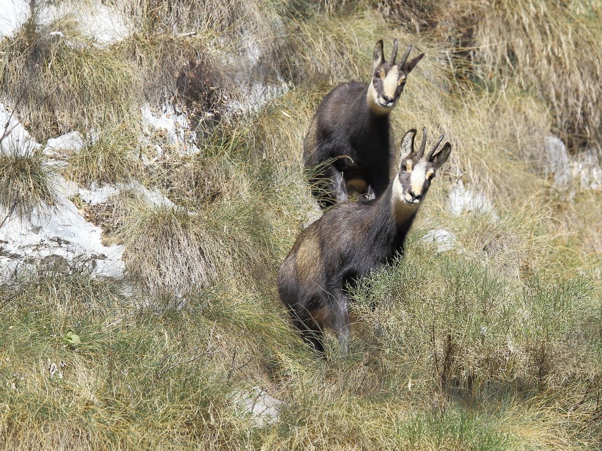 Chamois...