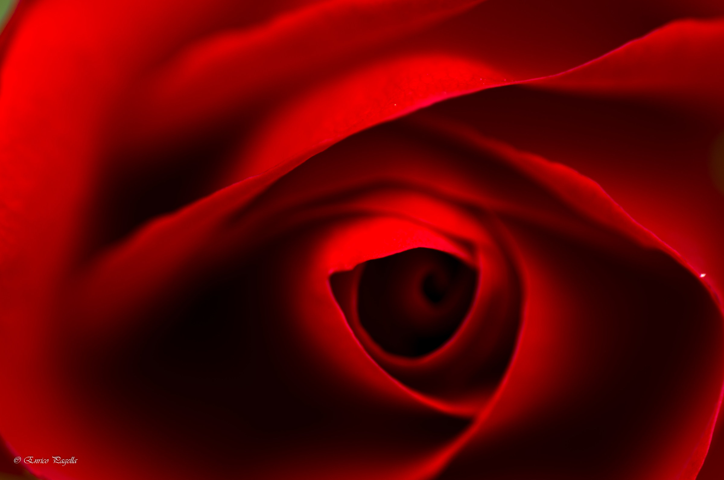 l'occhio di una rosa rossa...