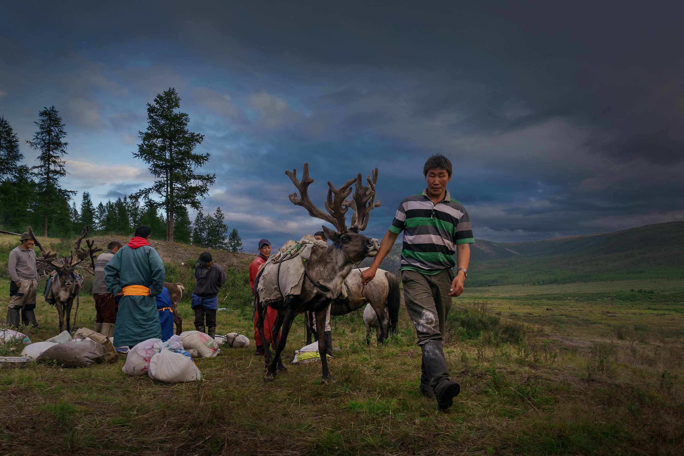 Reindeer people of Mongolia...
