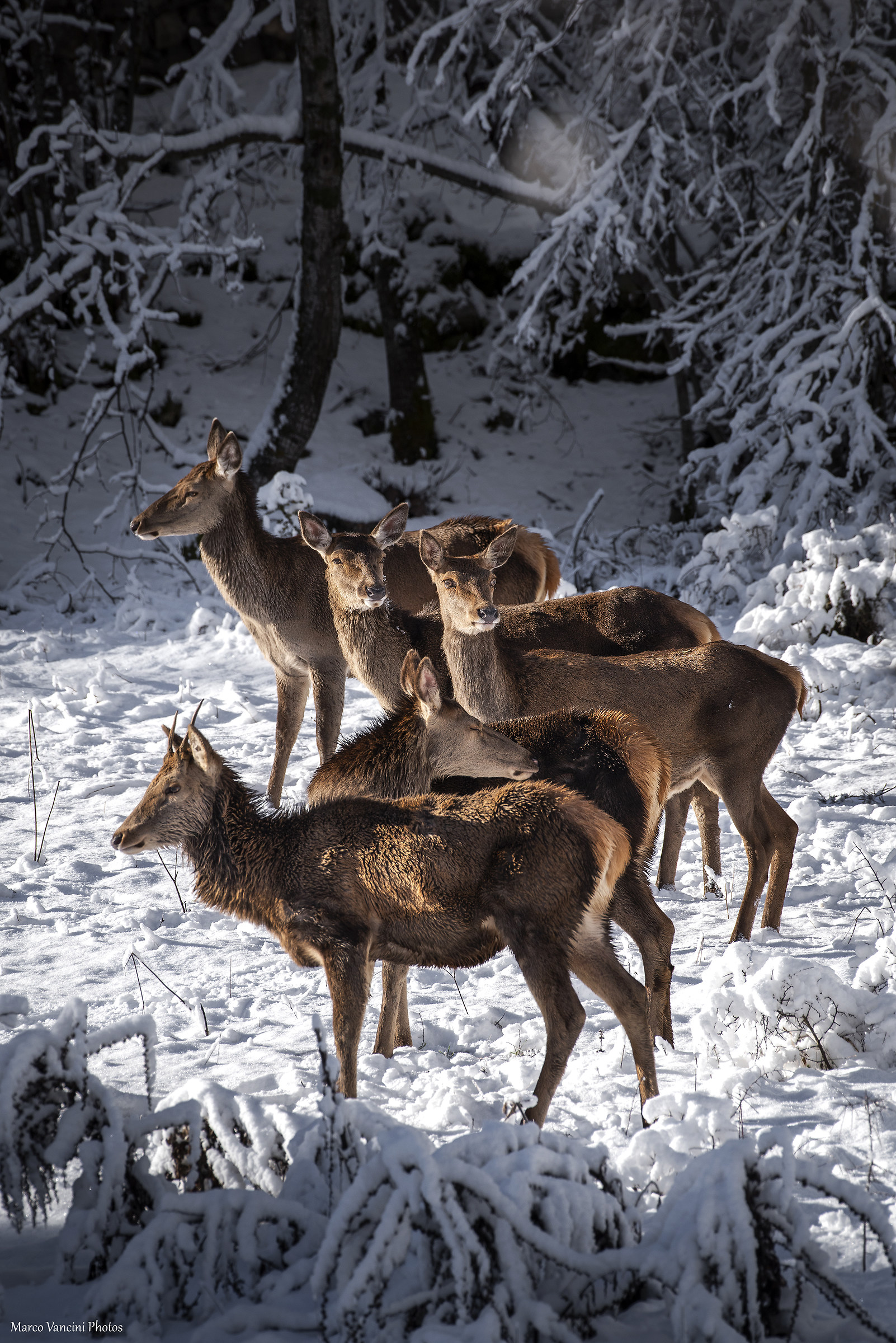 The deer on the snow ...