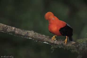 Rupicola peruvianus