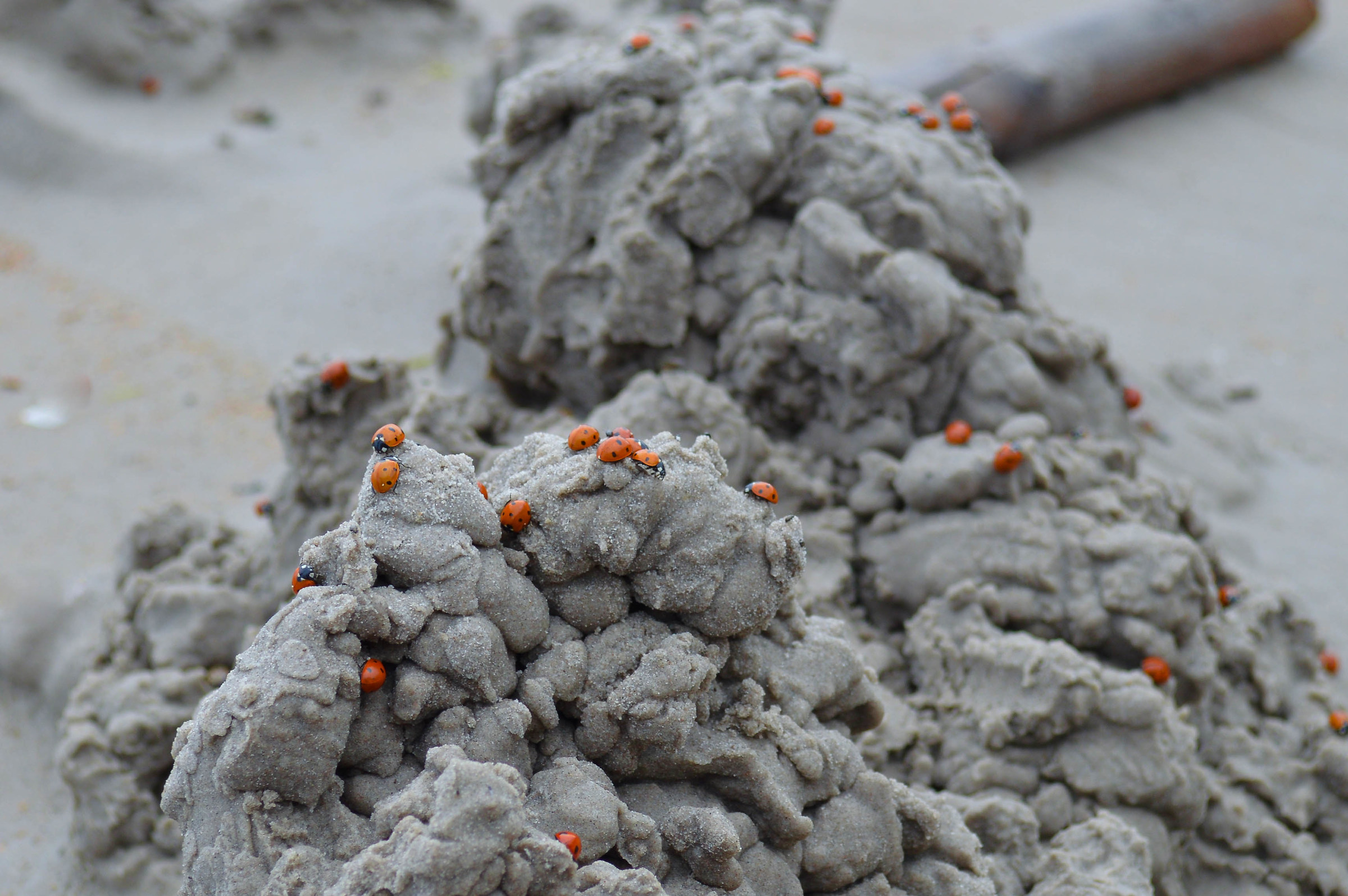 The climbing of the ladybugs...
