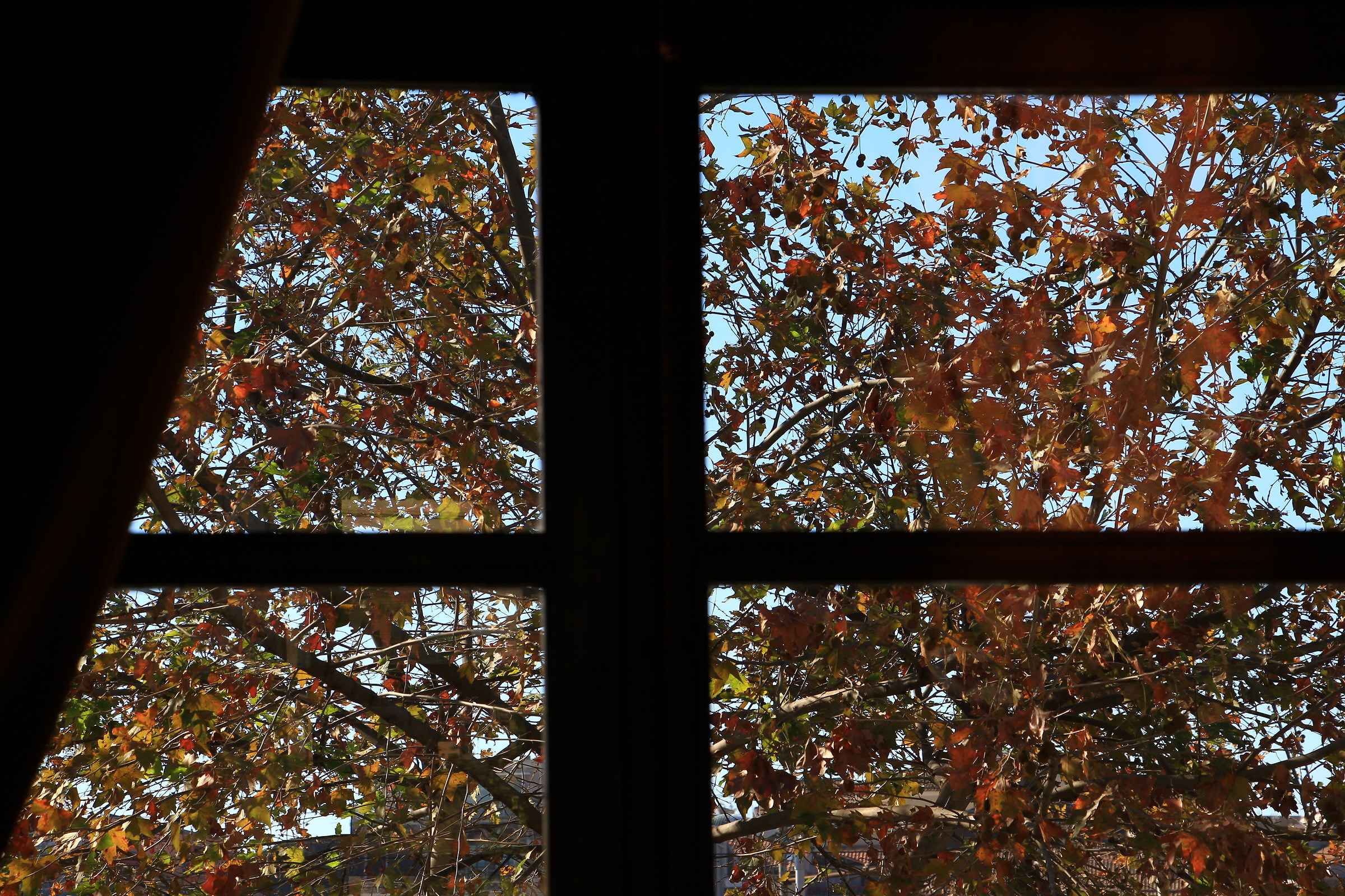 A window in the Autumnal garden......