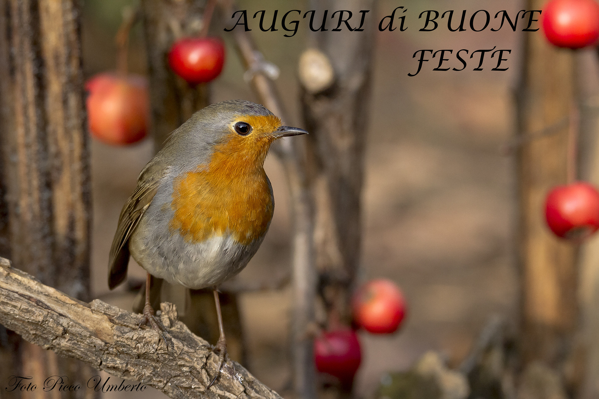 Robin of Happy Holidays at all Juzzini...