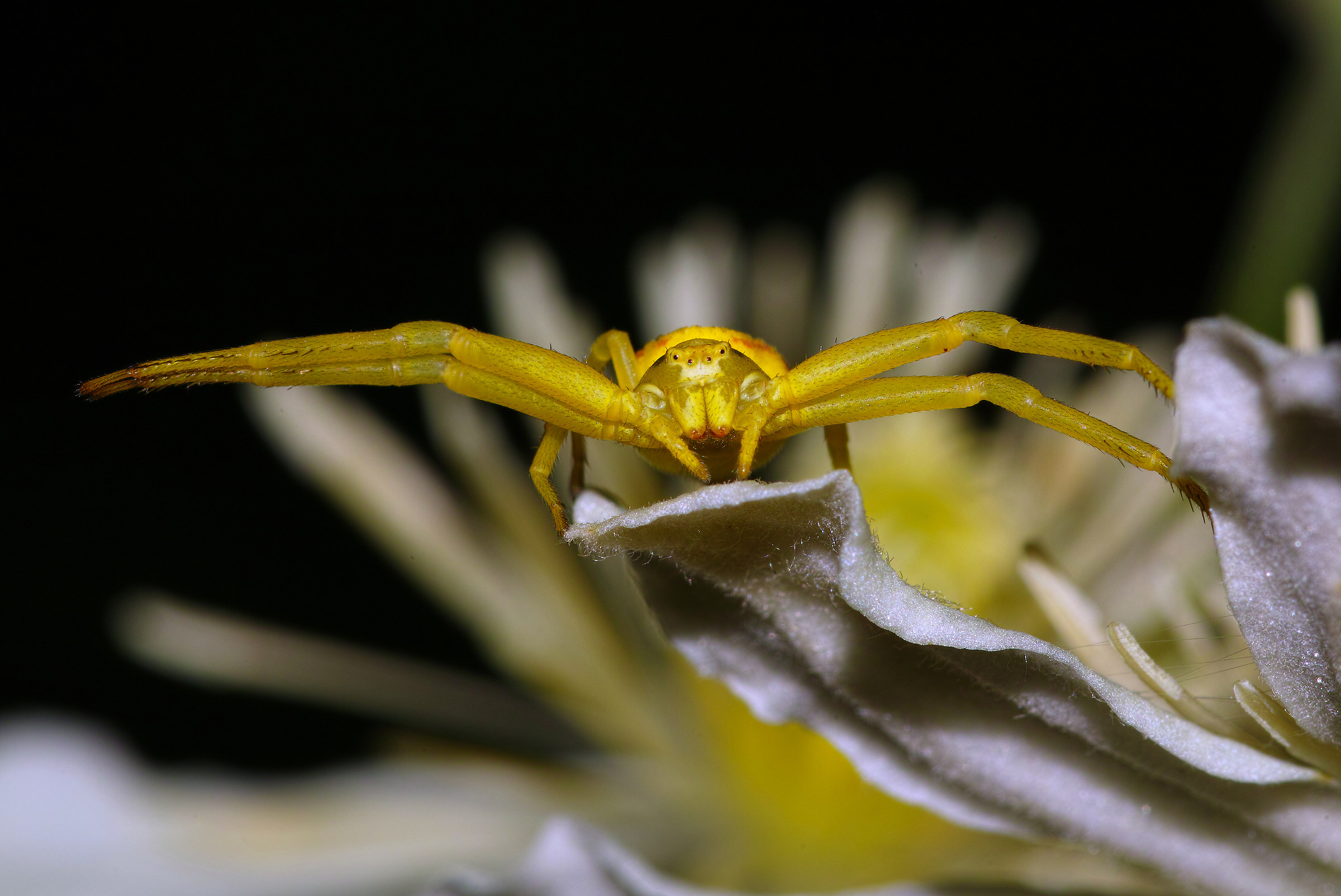 Misumena vatia...