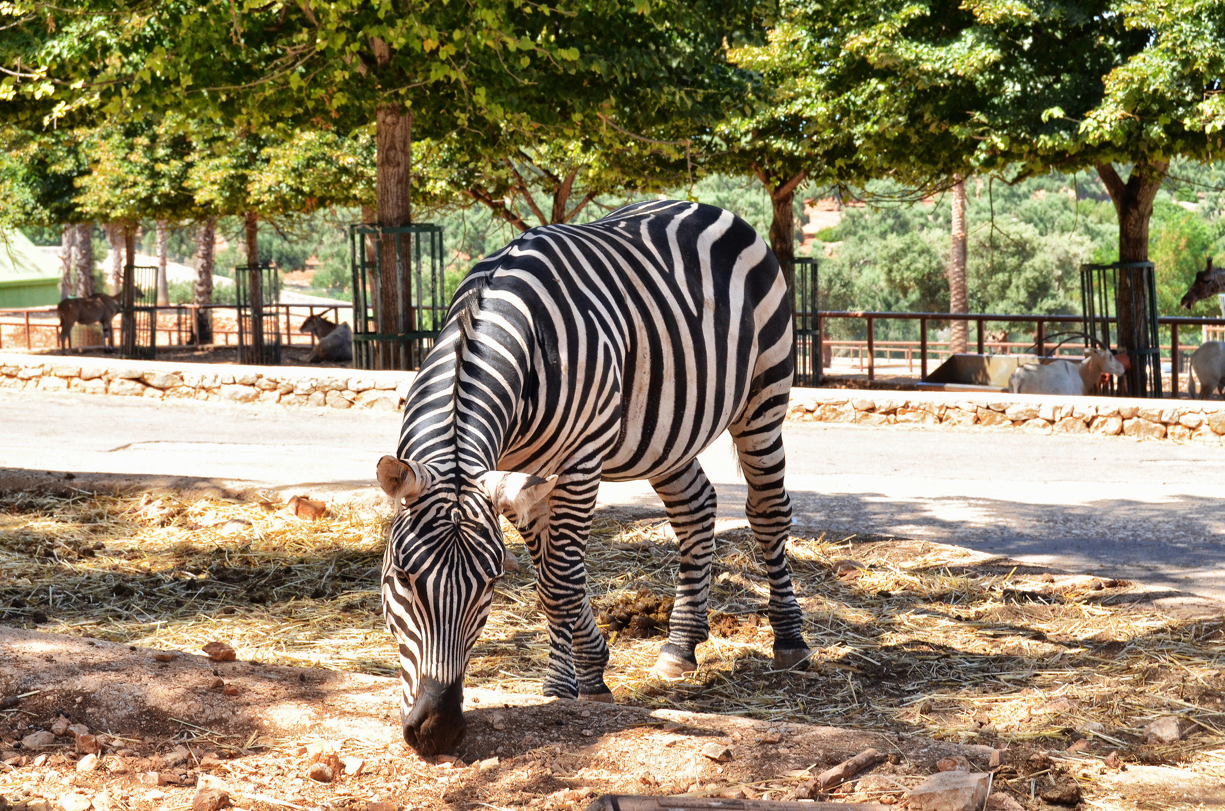 Zebra at Fasano Safari...