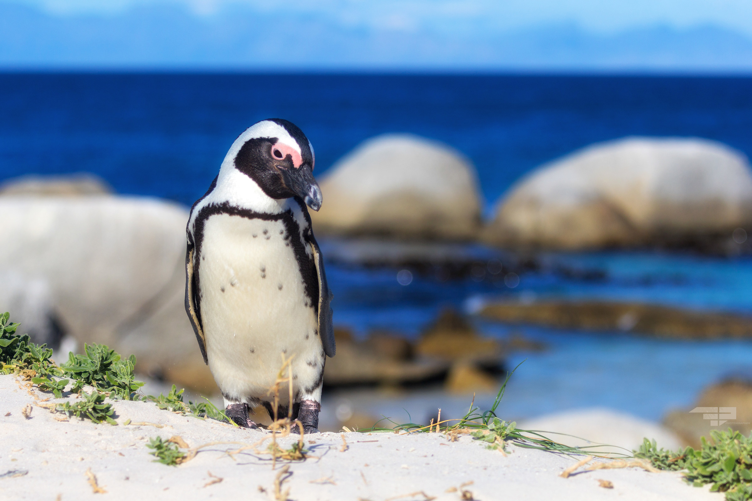 Pinguino Sudafricani...