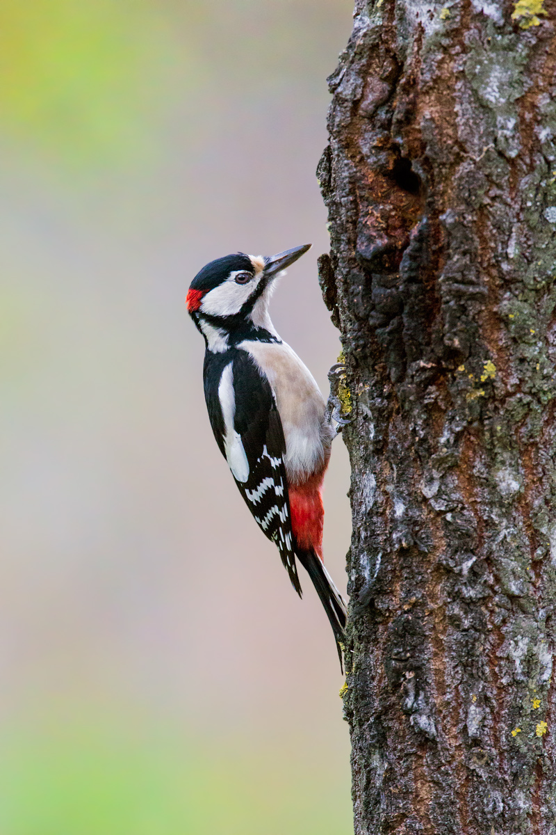 Great Spotted Woodpecker Revised...