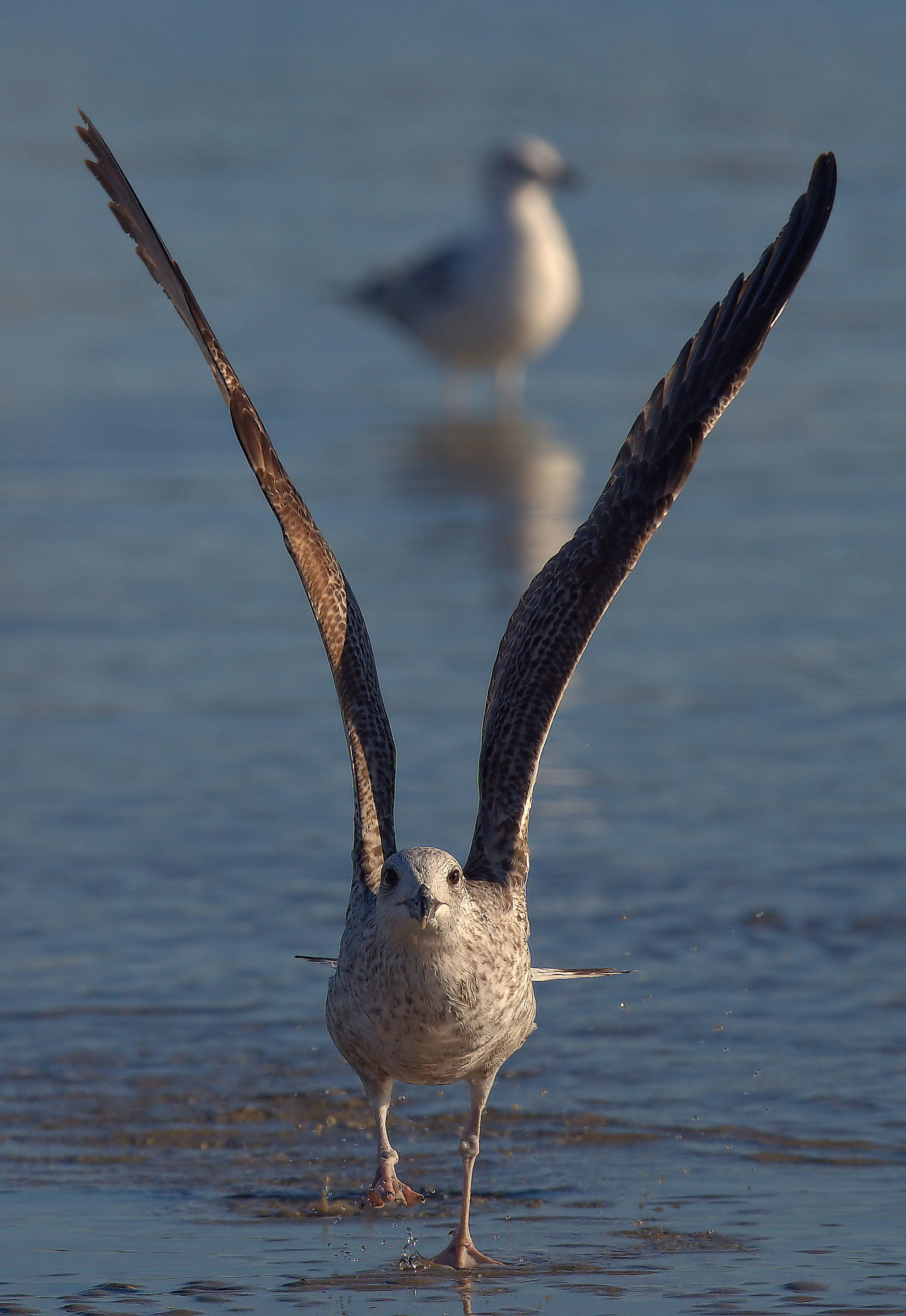 Real Seagull...