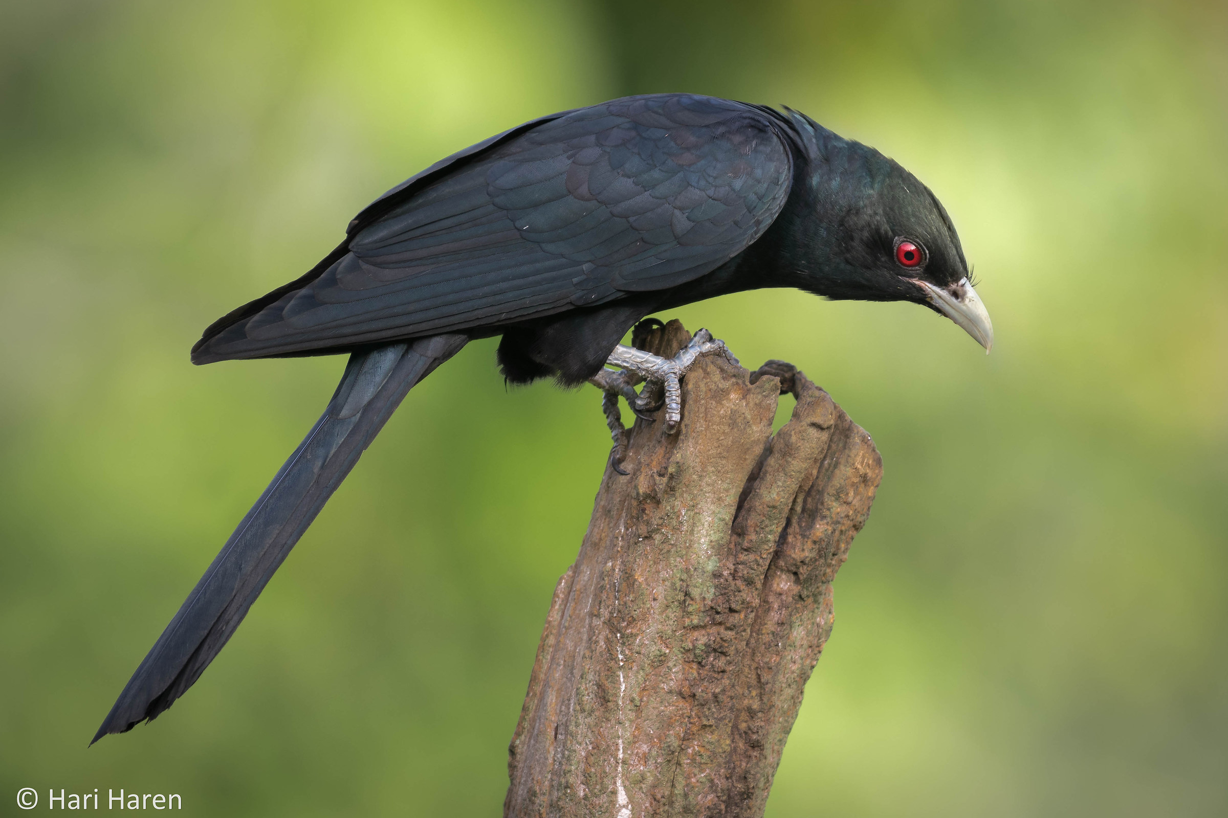 Maschio Koel asiatico...