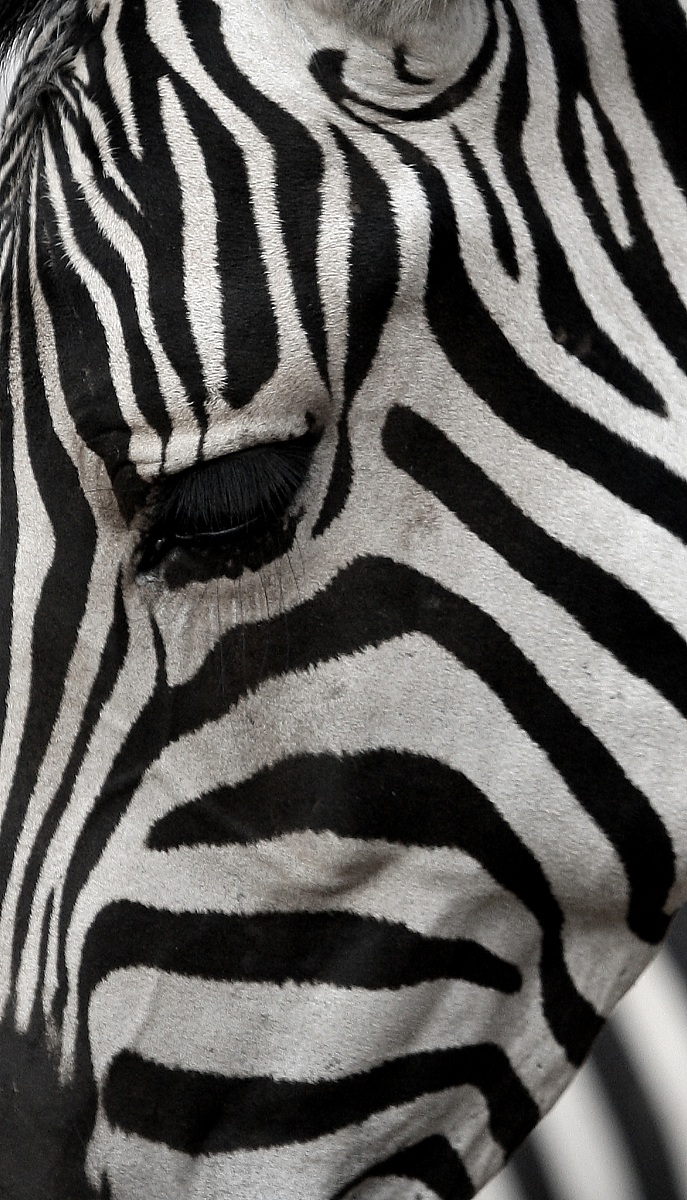 zebra...