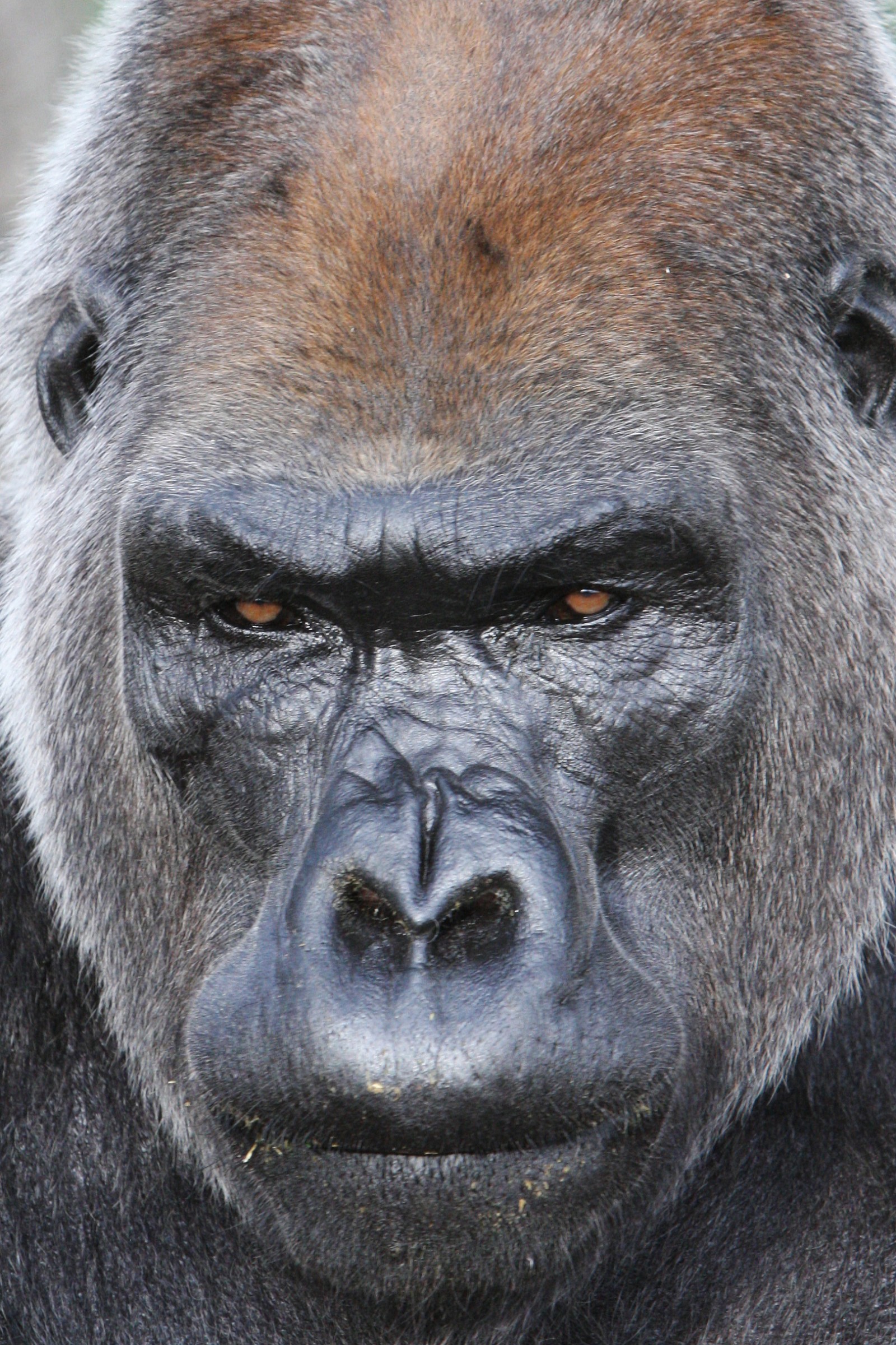 gorilla maschio...