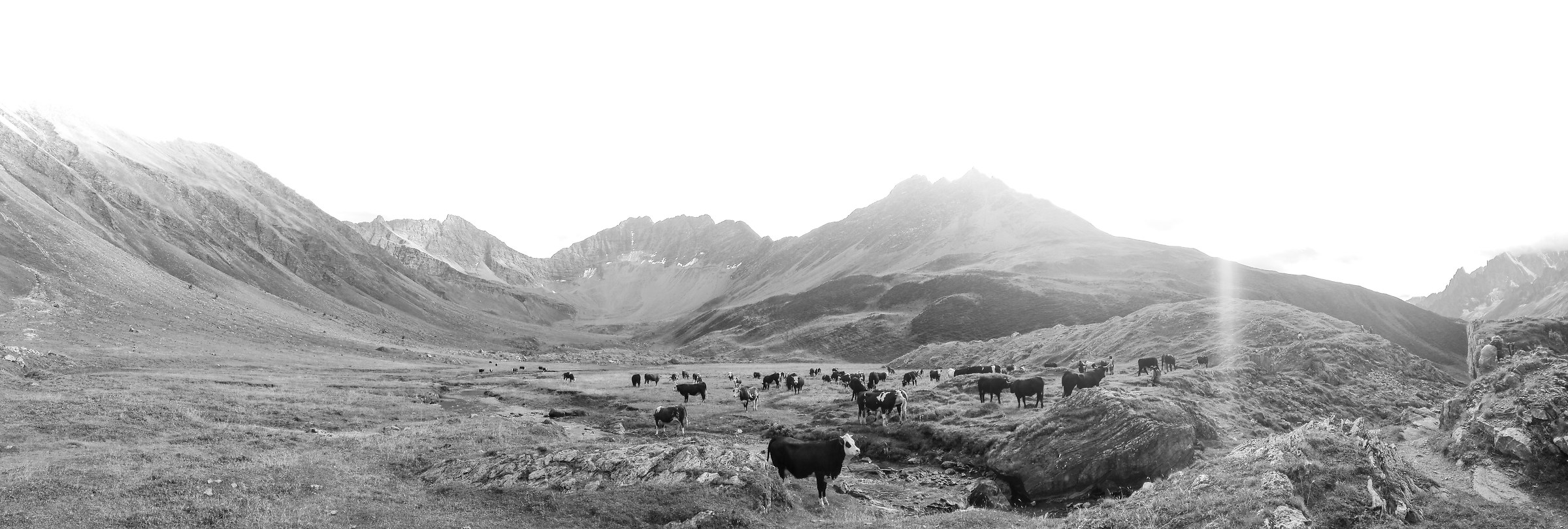 Mucche in Val Ferret...