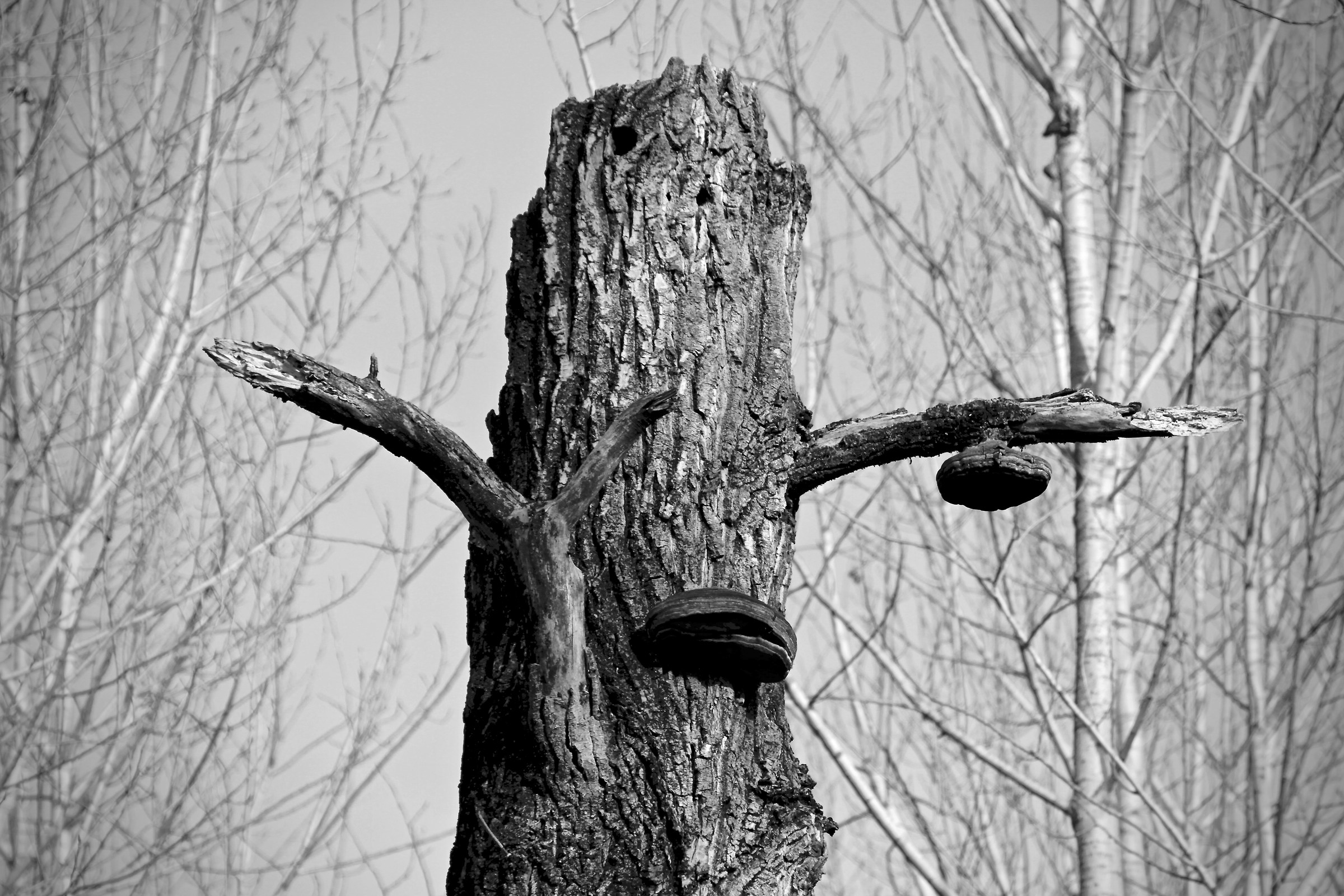 Natura morta nel pioppeto...