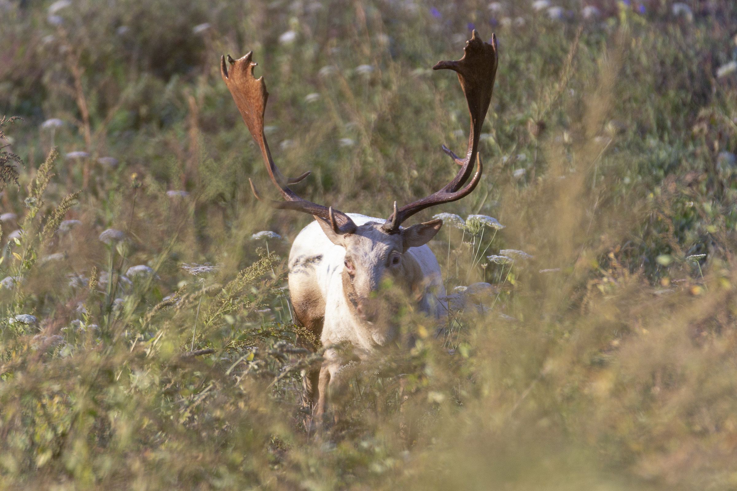Albino Deer...