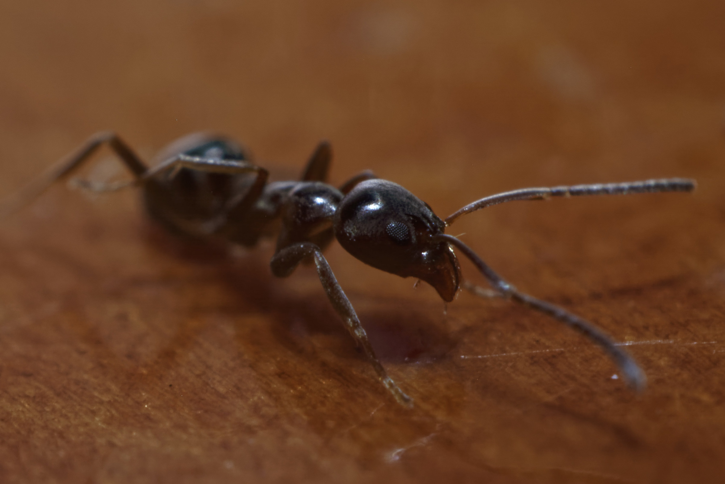 Ant...