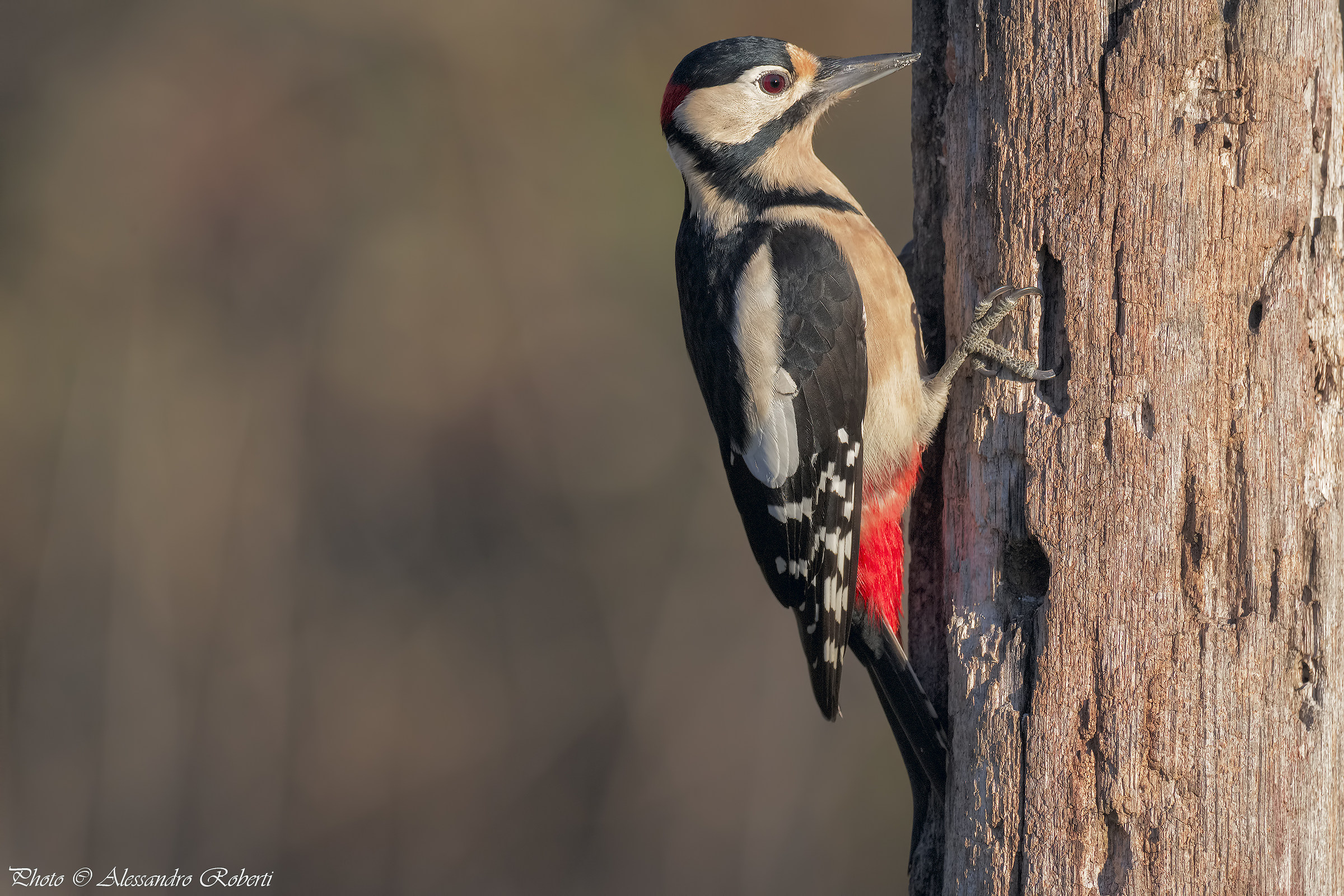 Red Woodpeckers...