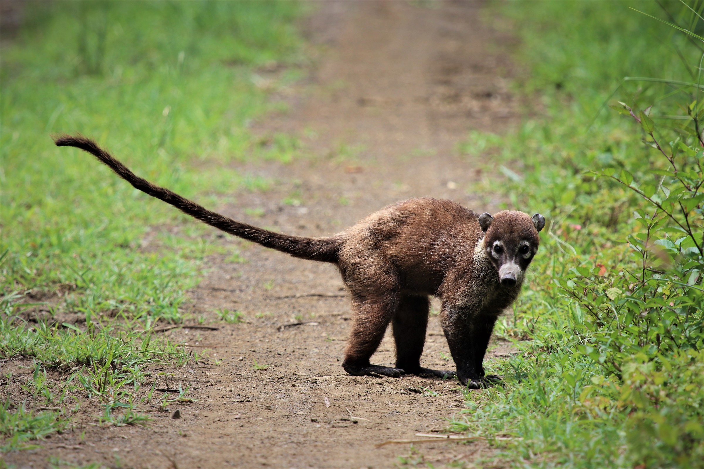 Coati...