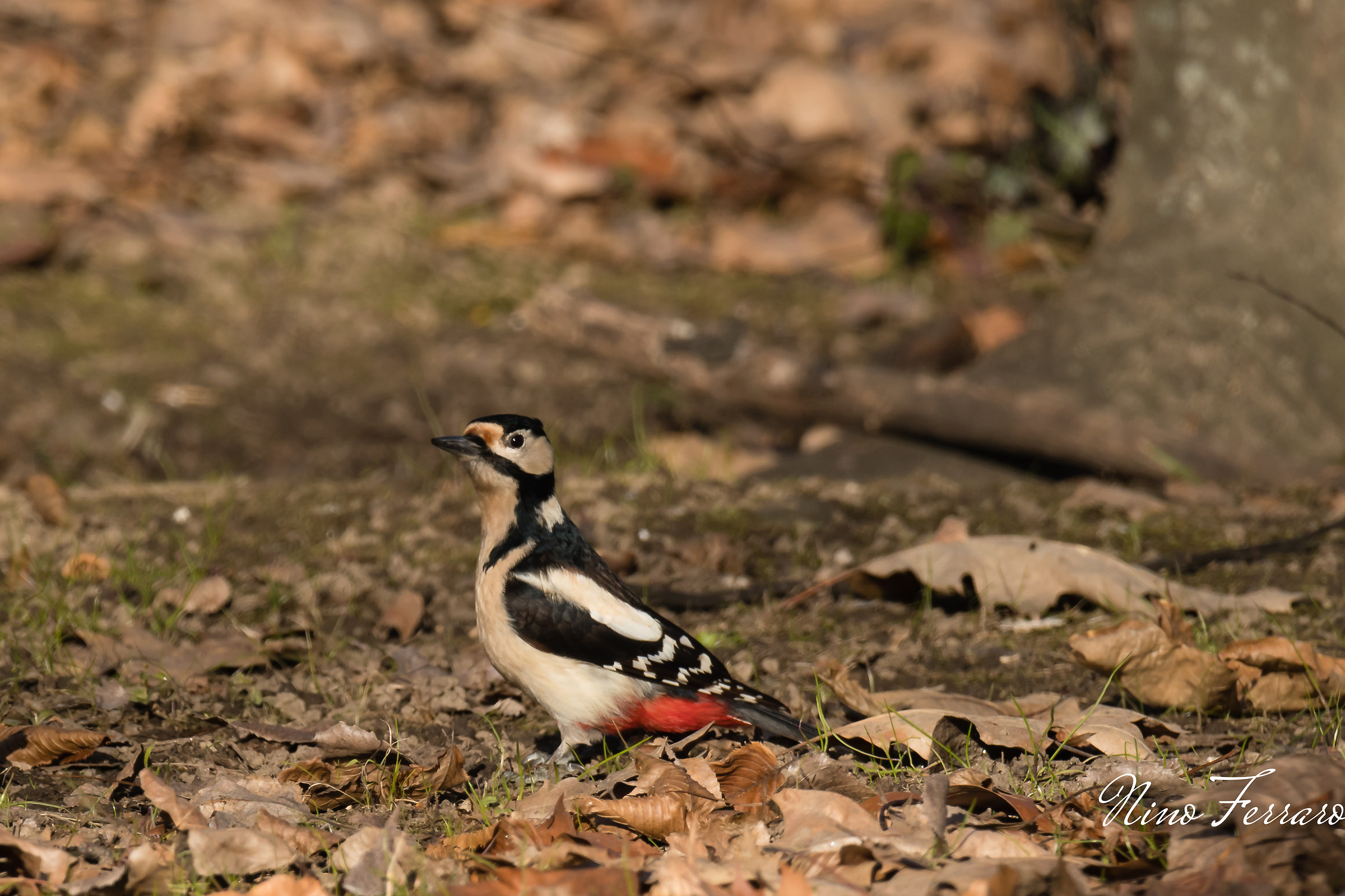 Senior Red Woodpeckers Female...