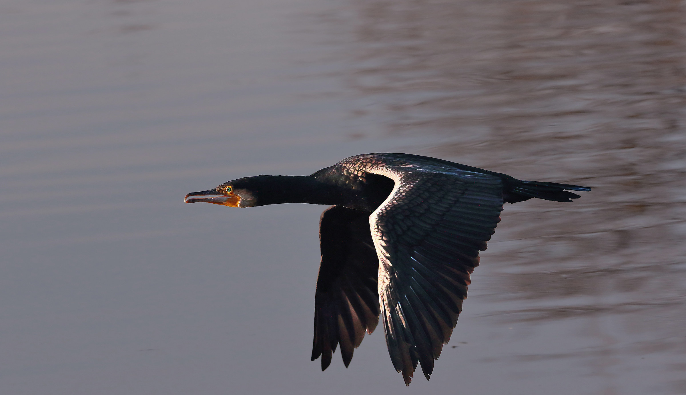 Cormorate at sunset...