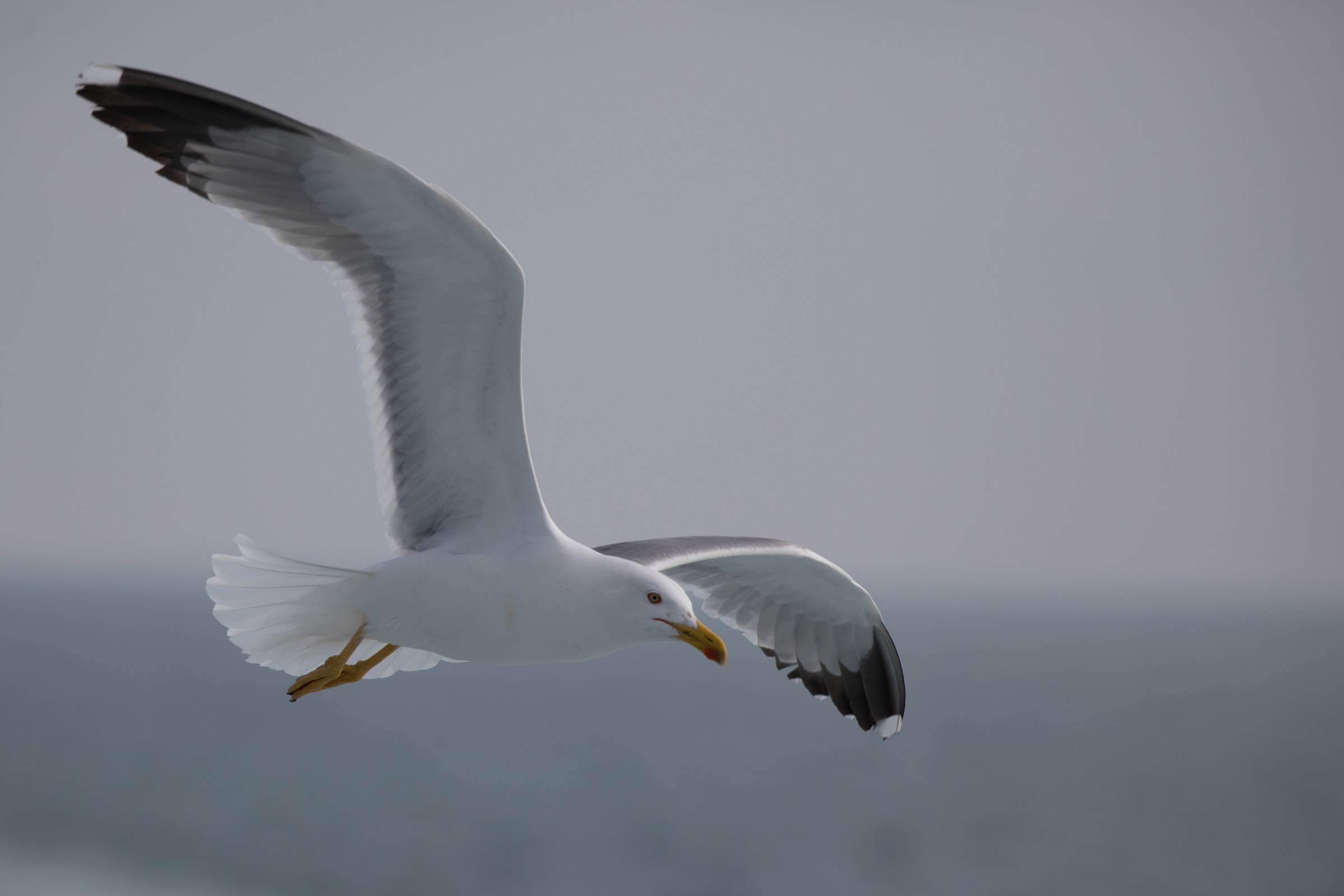 Seagull-Ventotene...
