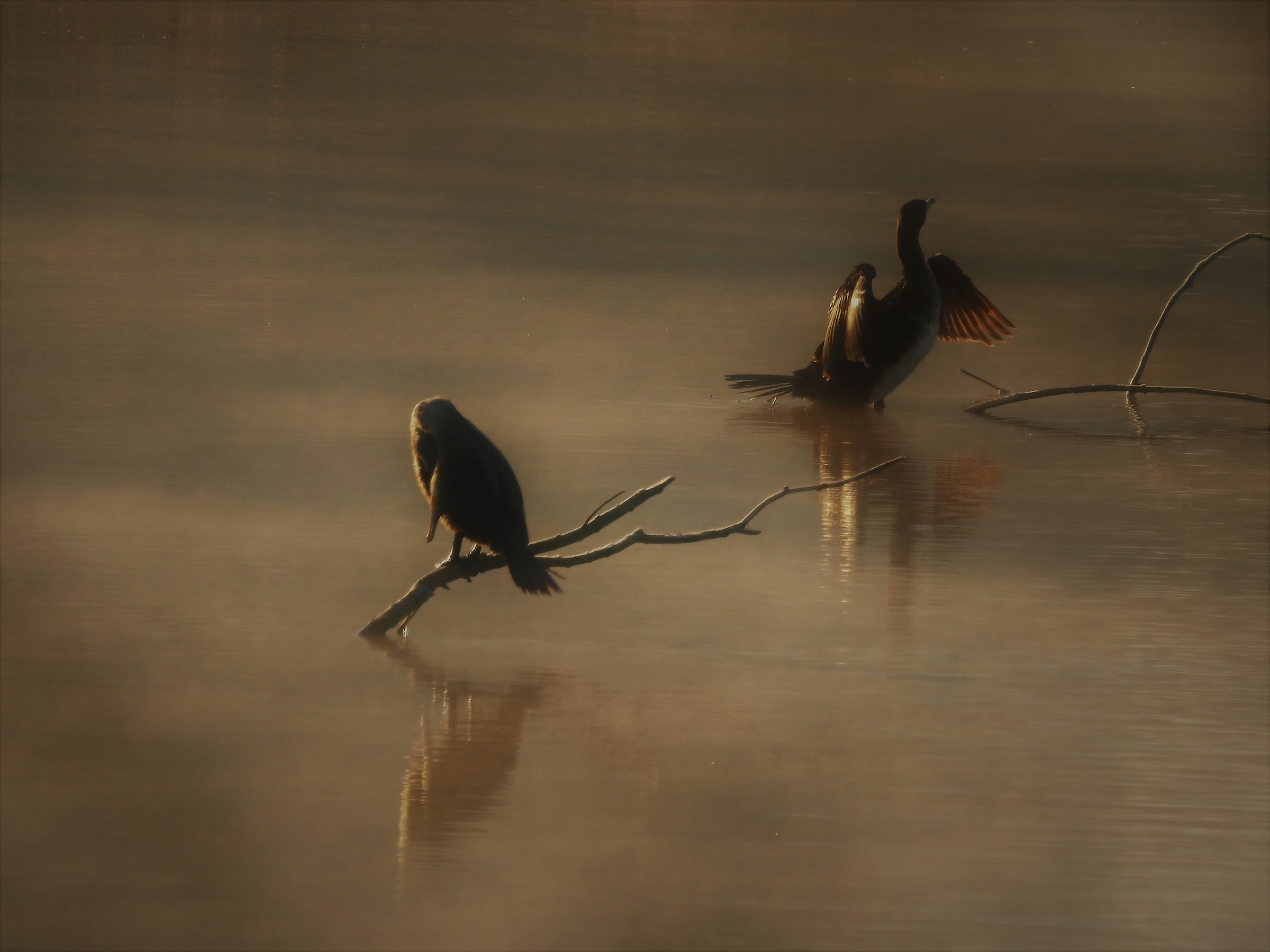 Cormorants (Lake Busche) ...