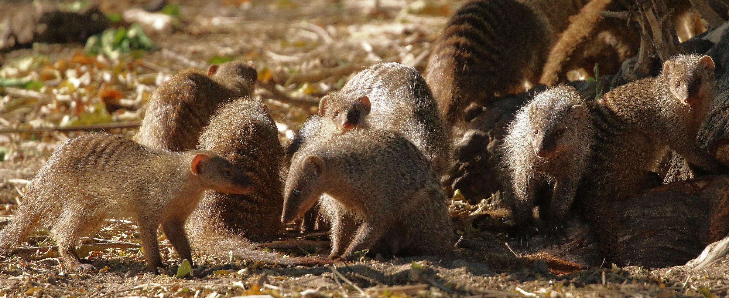 Colony of mongooses Striped...