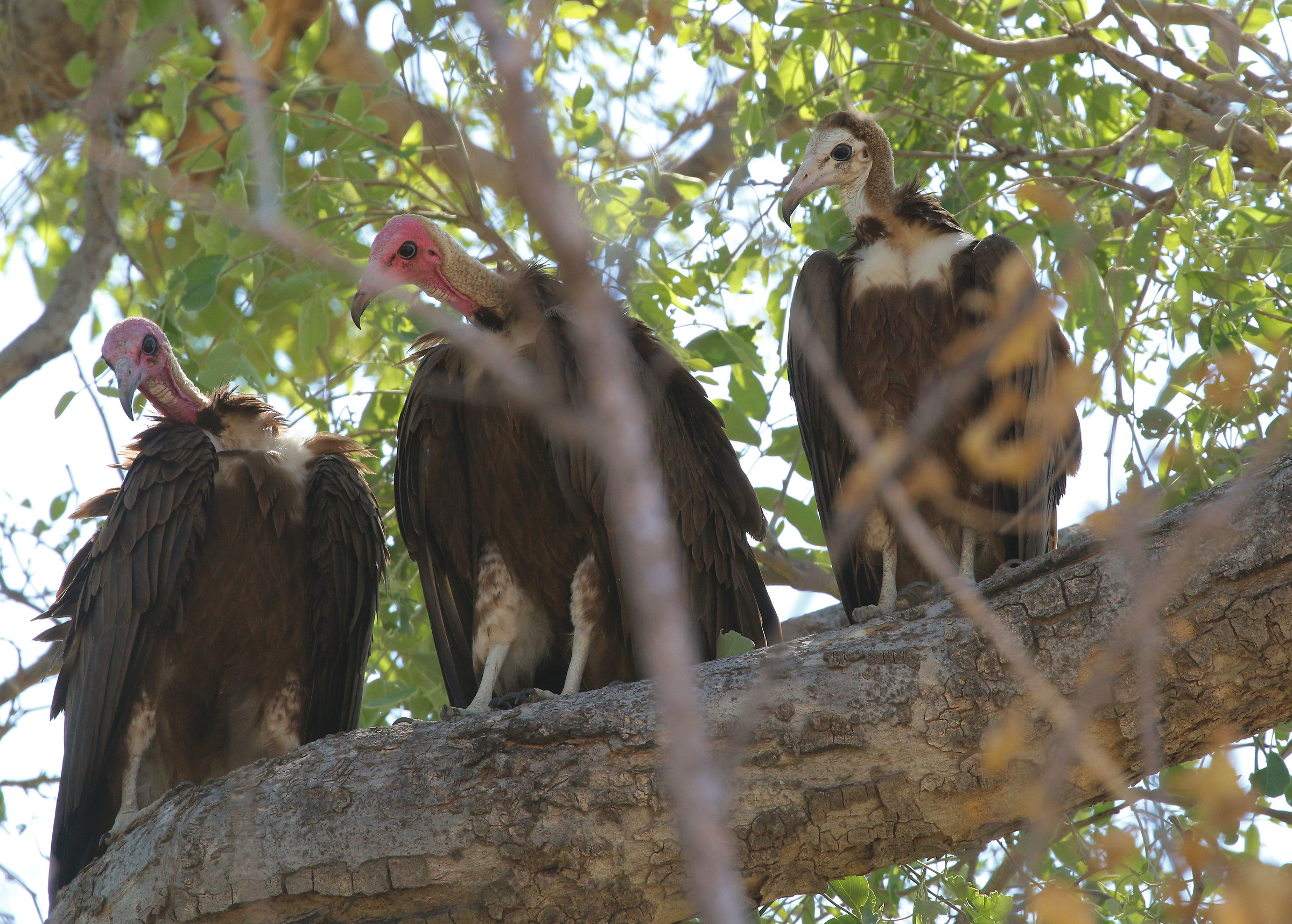 Hooded Vultures...