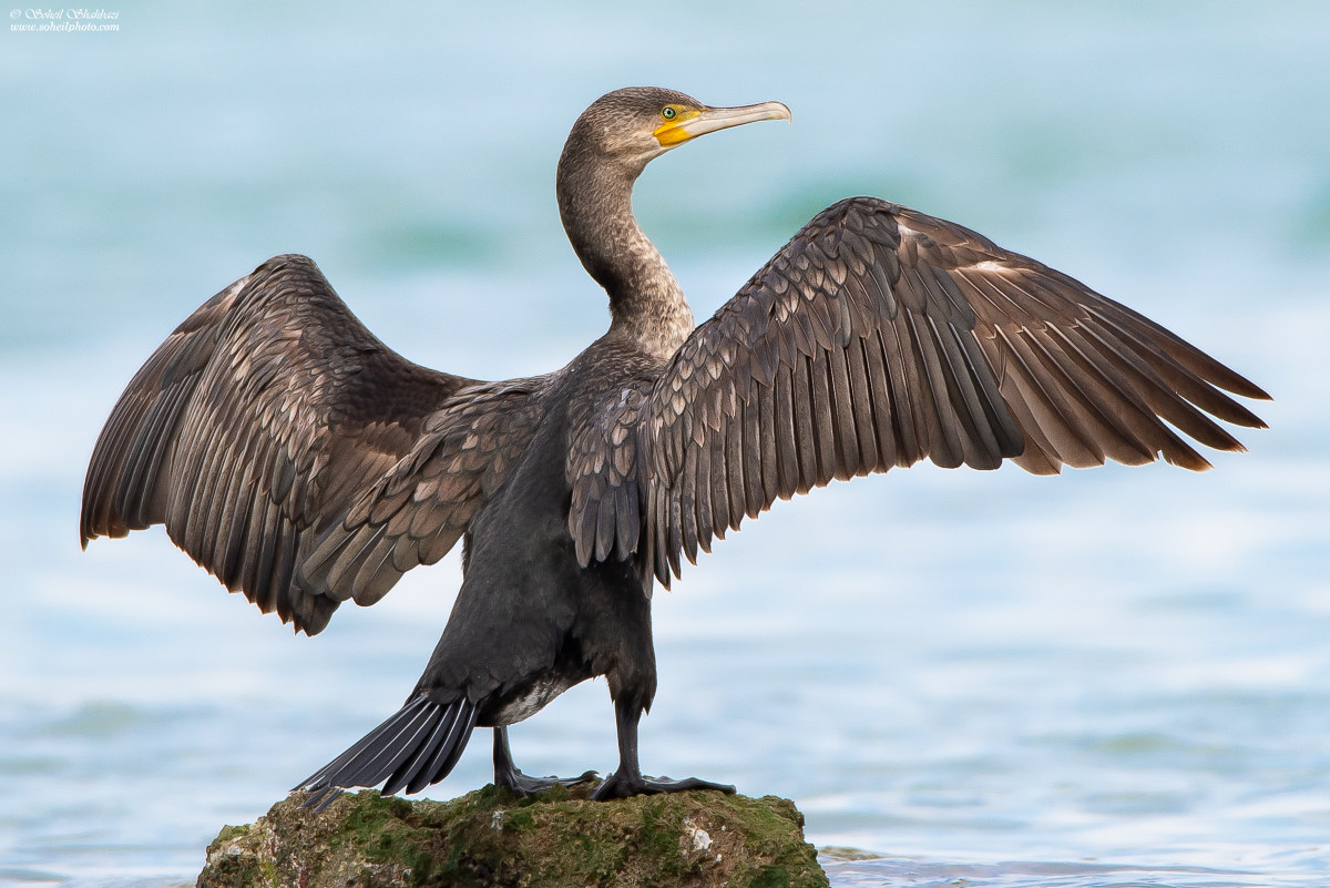 Cormorano grande...