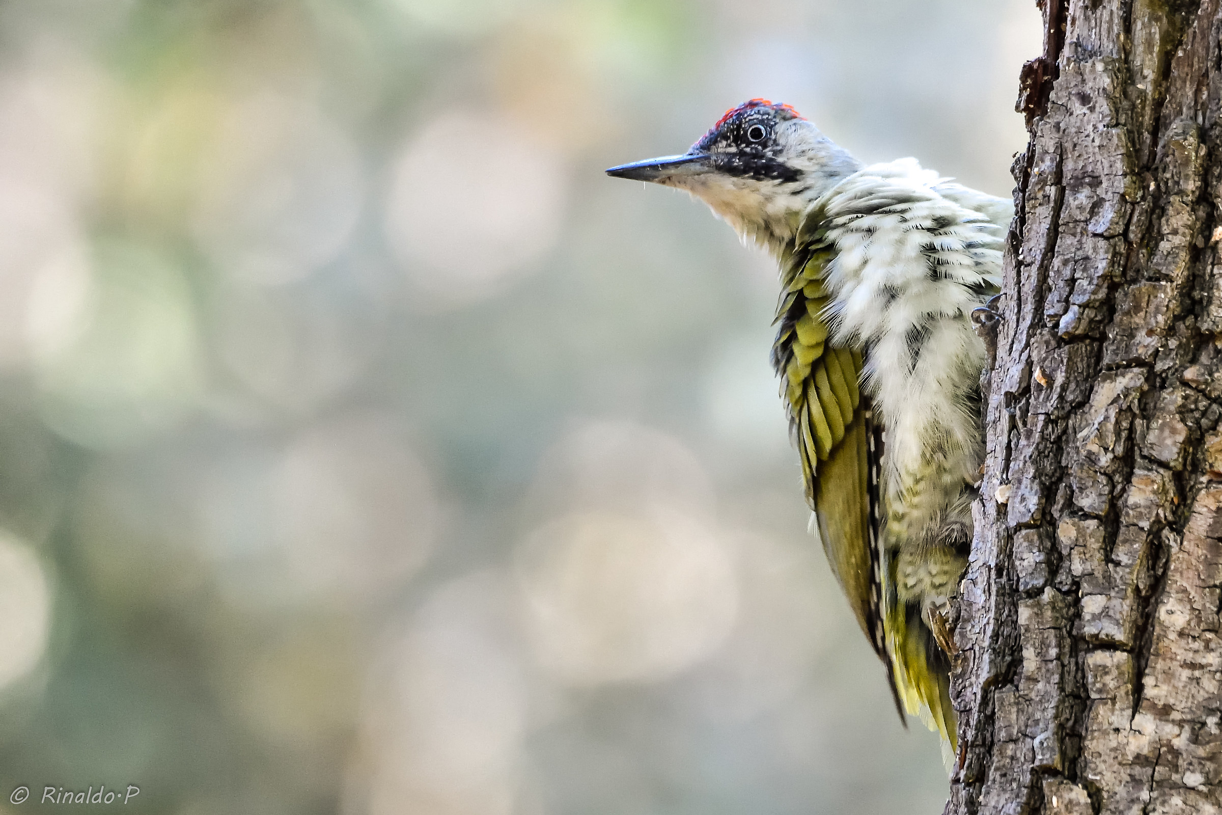 Green Woodpeckers 1...