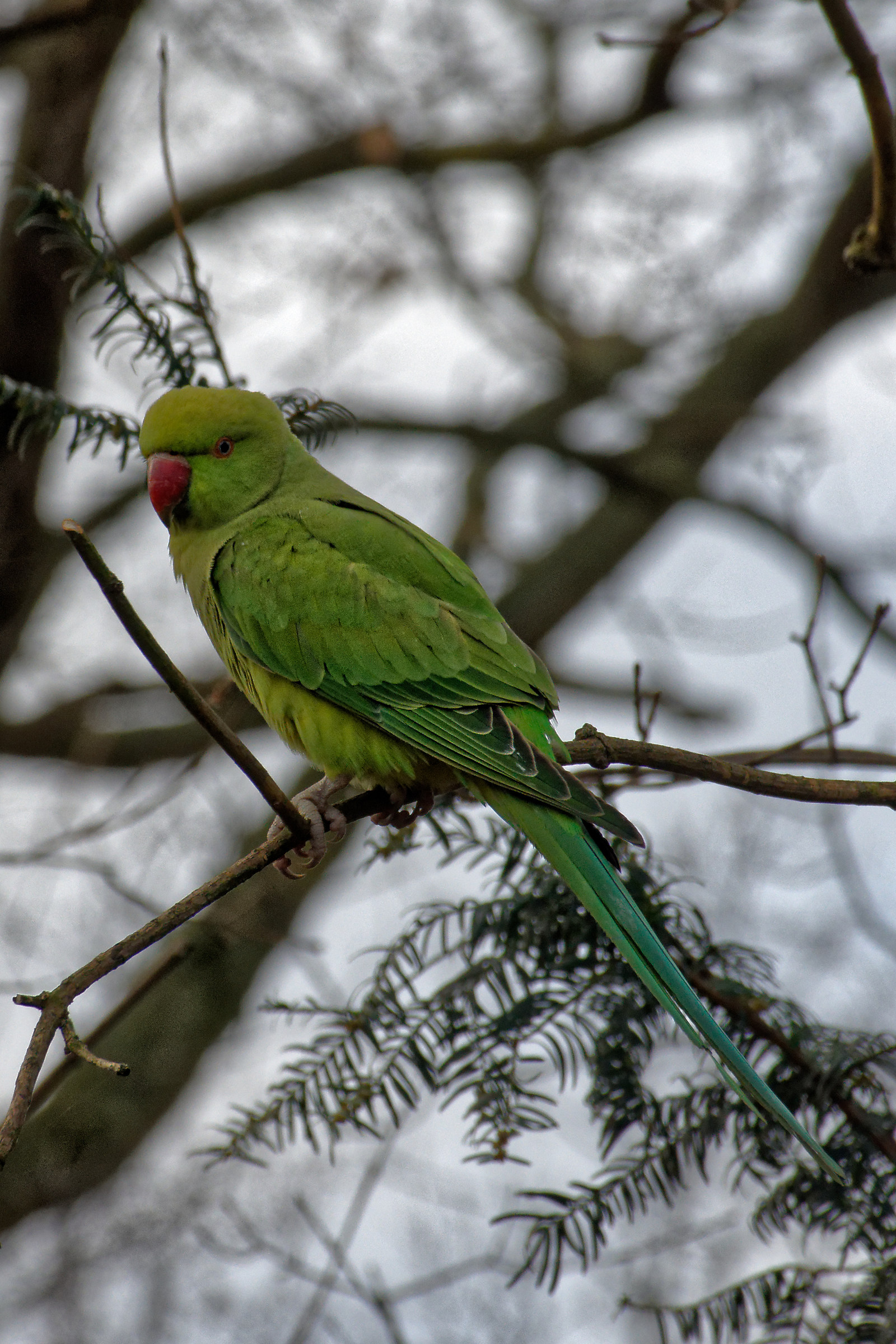 Kensington Park, Free parrots......