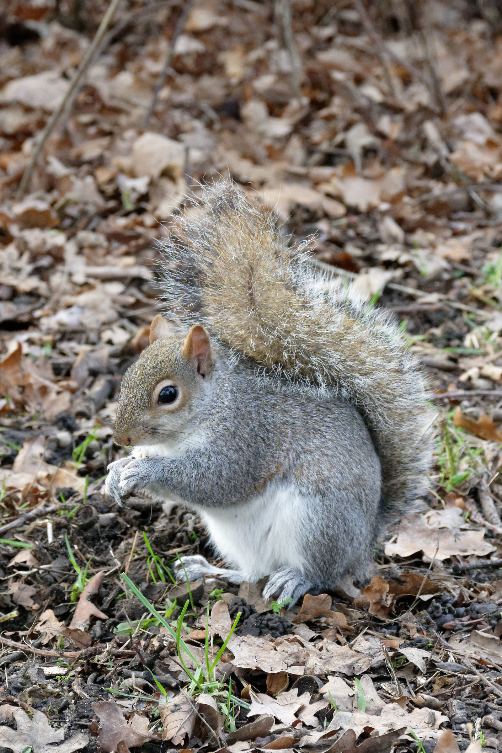 Squirrel at Kensington Park 1...