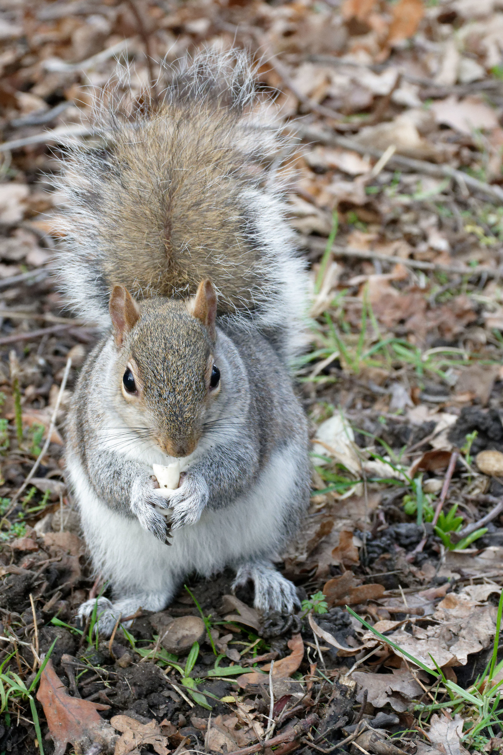 Squirrel at Kensington Park 2...