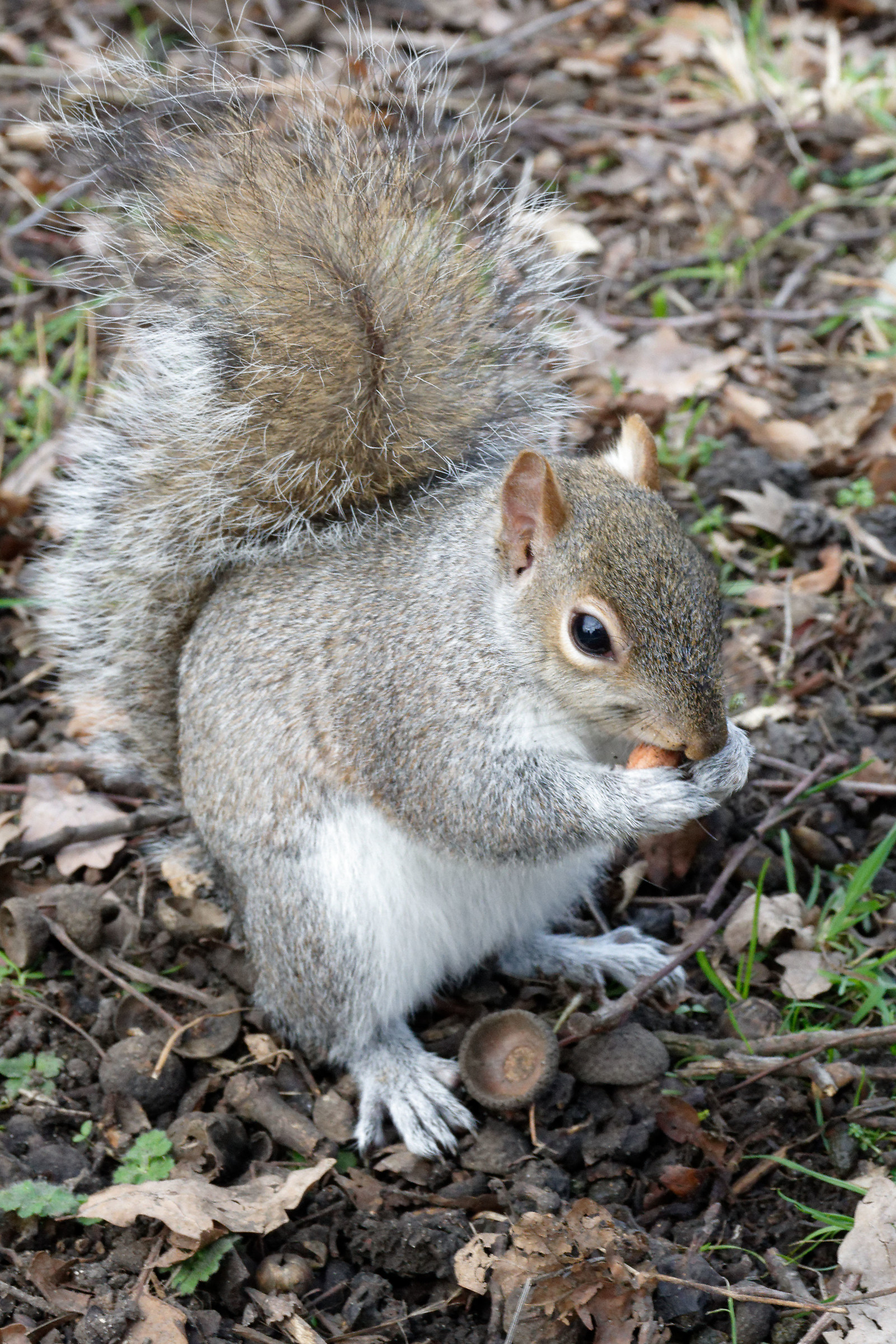Squirrel at Kensington Park 3...