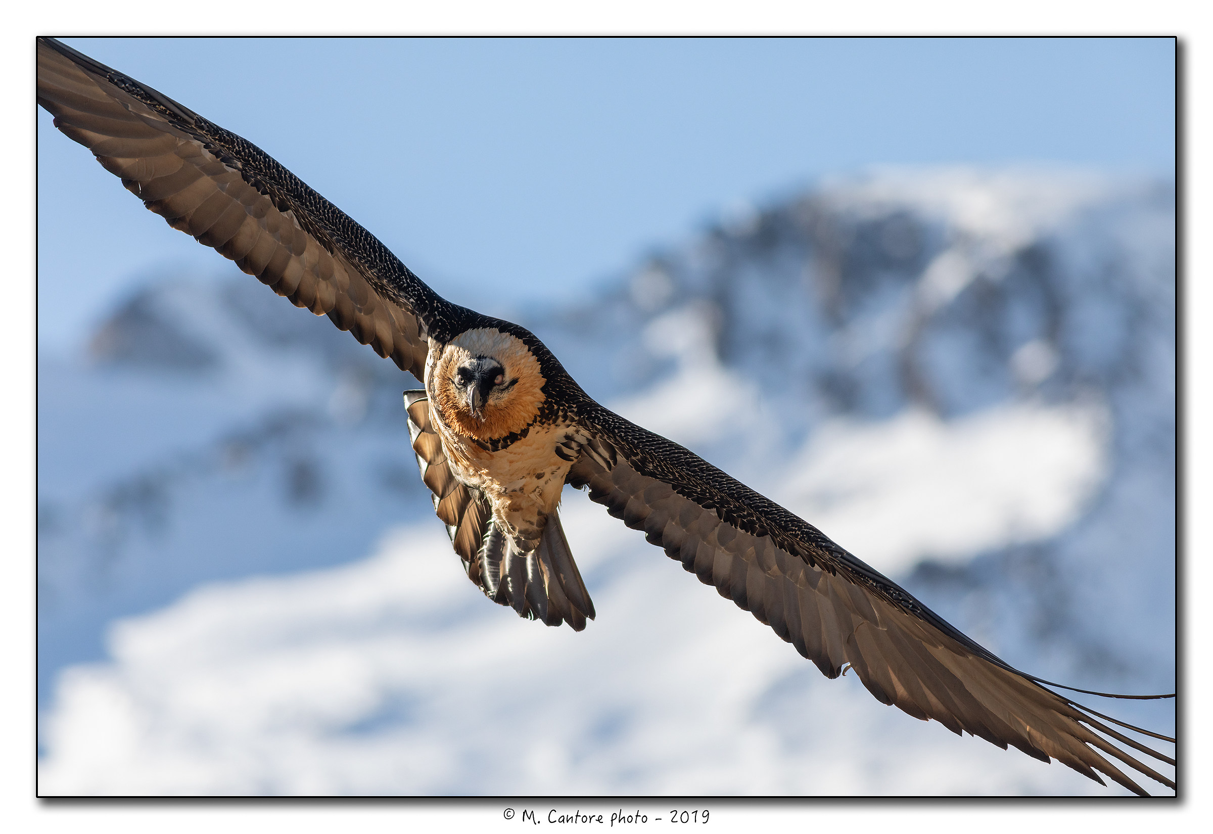 Bearded Vulture-Gypaetus barbatus...