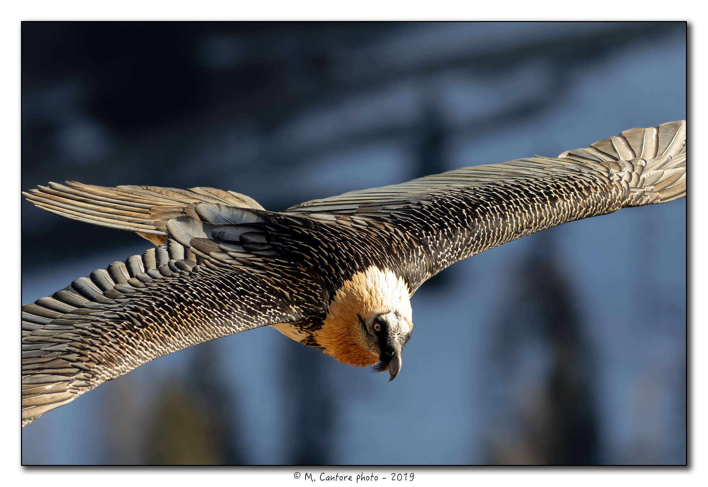 Bearded Vulture-Gypaetus barbatus...