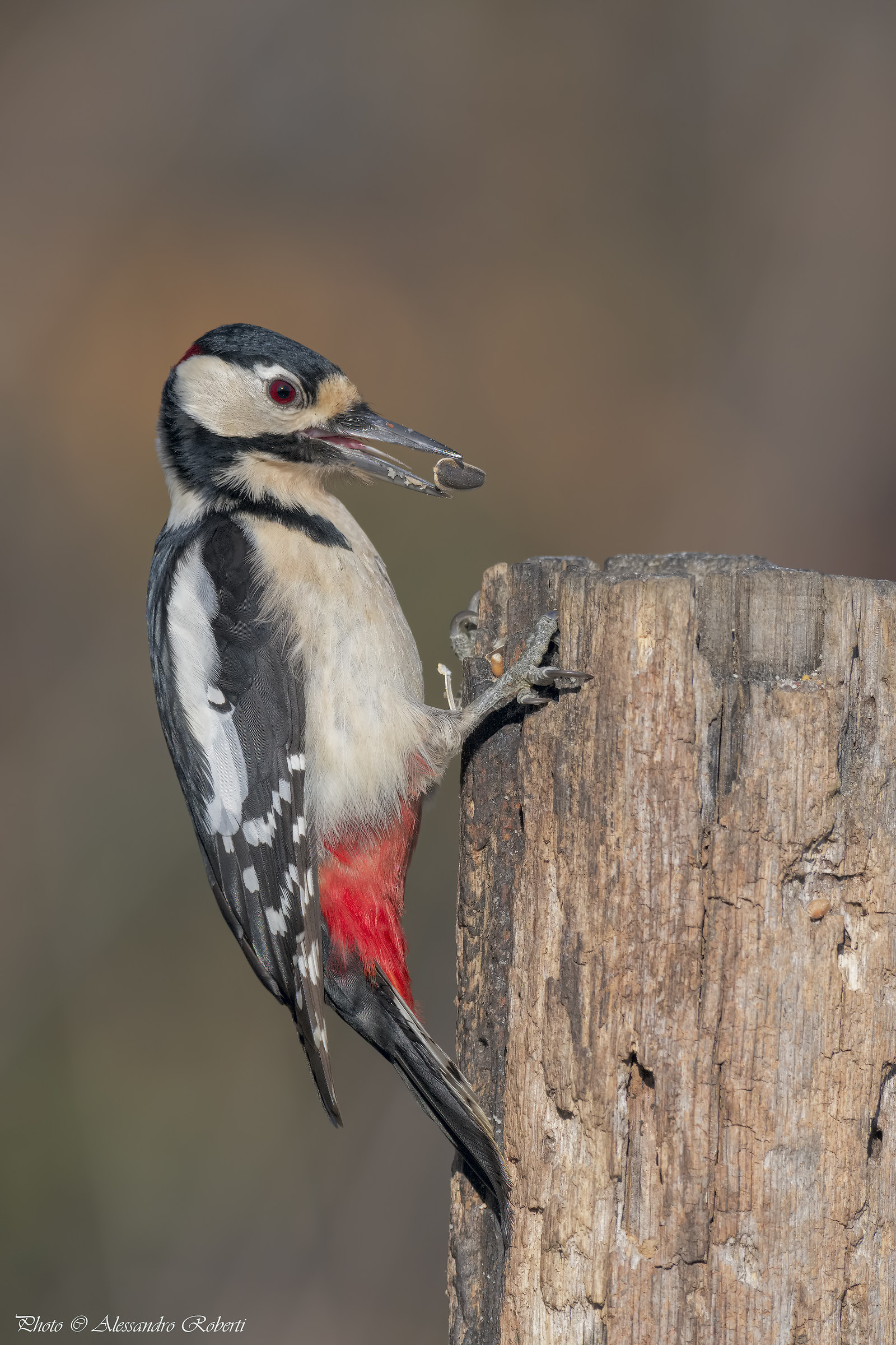 Red Woodpeckers...