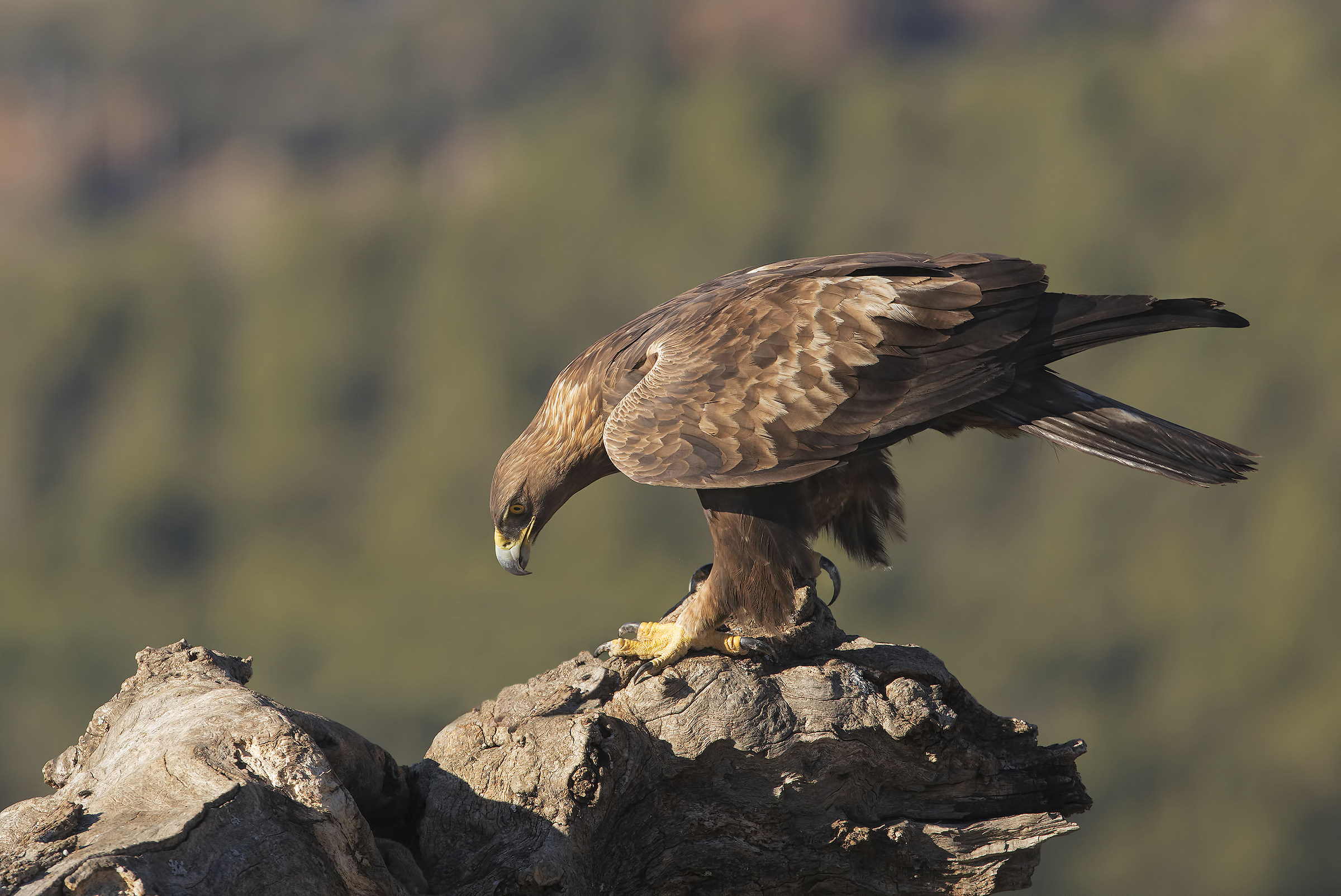 Golden Eagle, Pyrenees 2018...