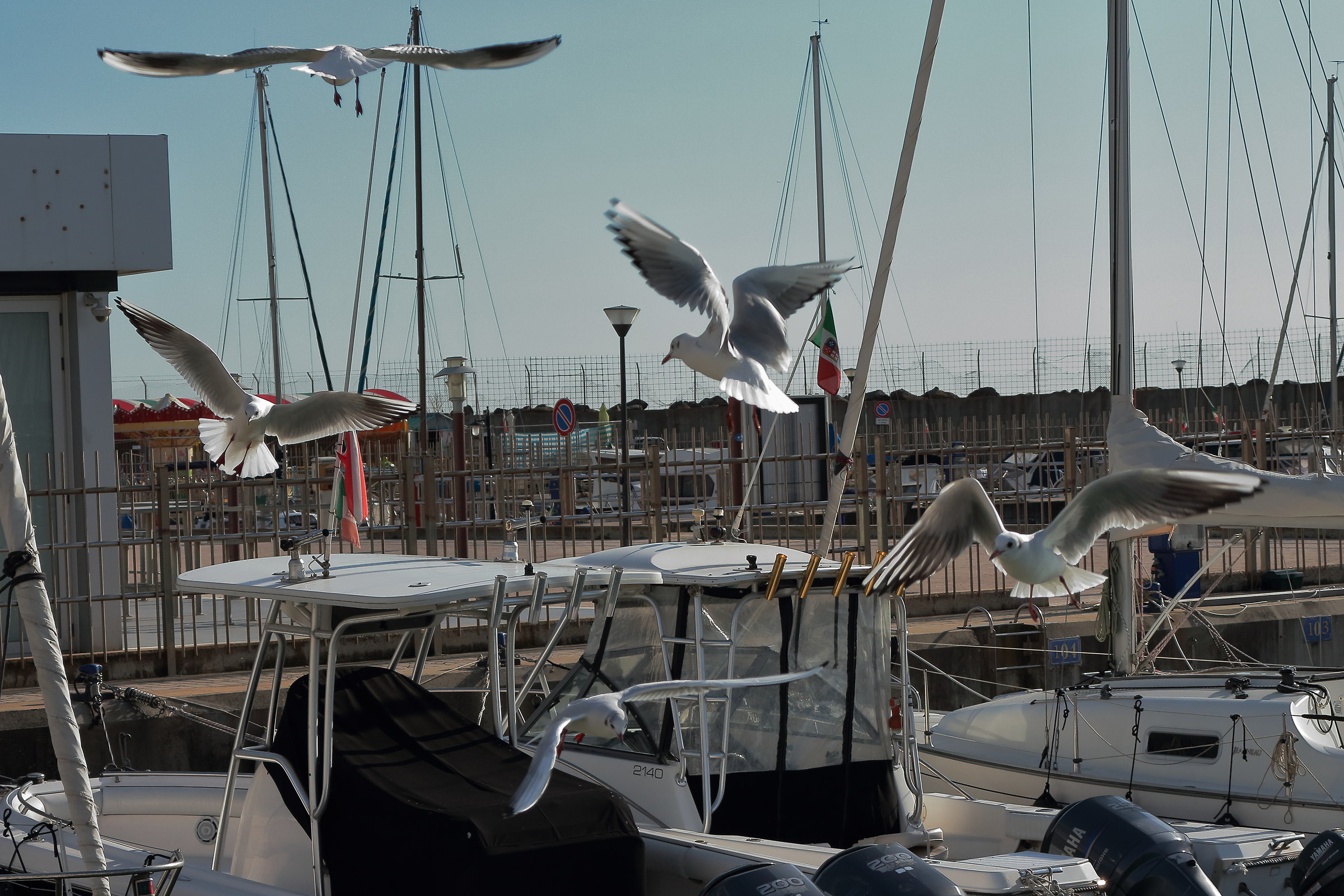 Seagulls at the Port 1...