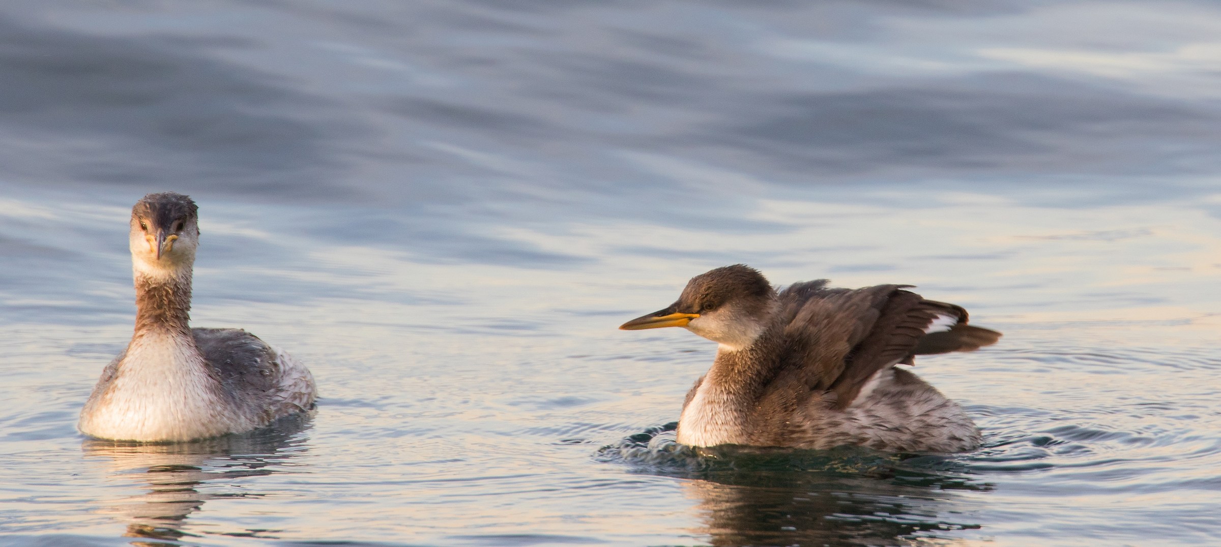 Red-breasted Grebe-Podiceps Grisegena...