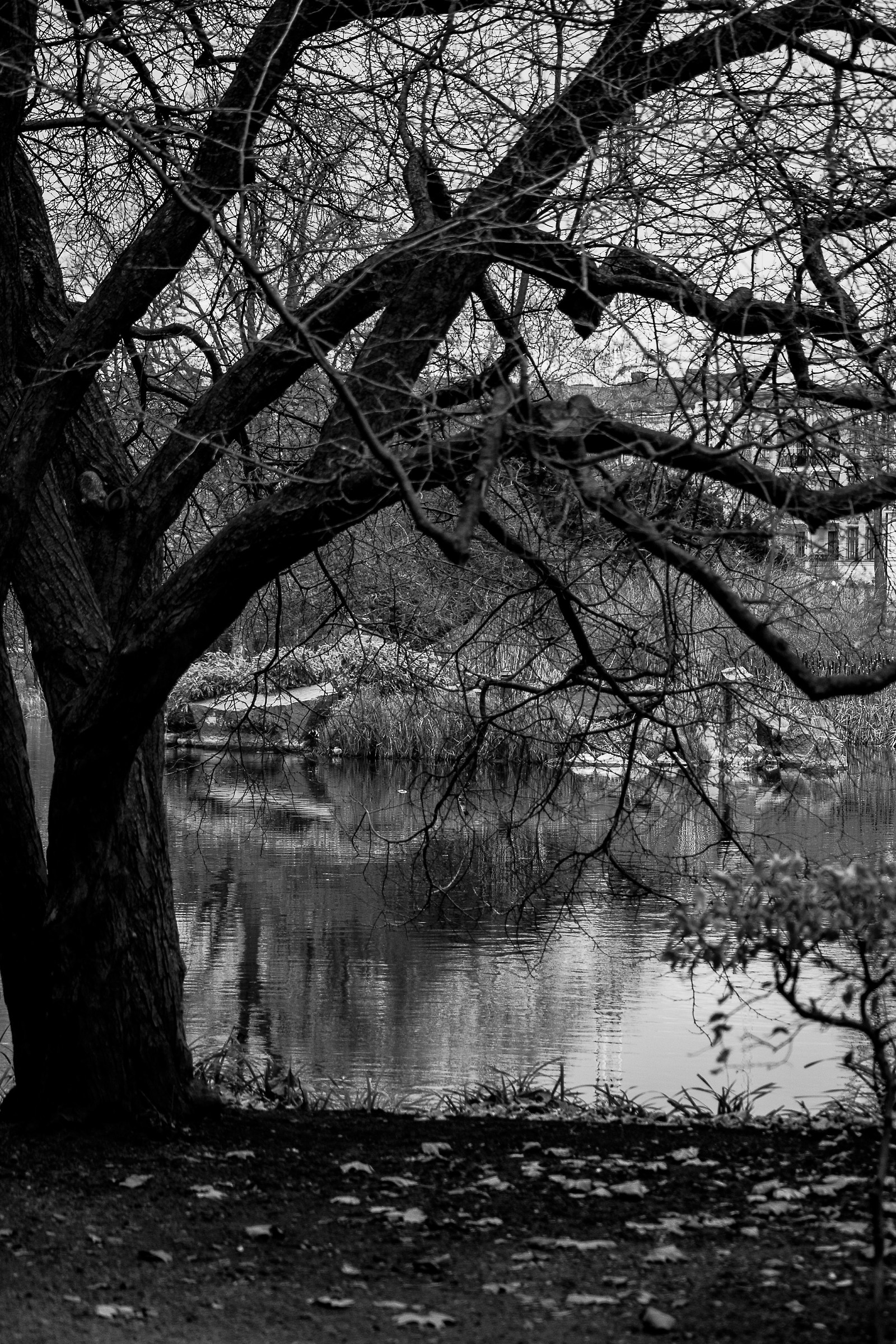 The Tree of Silence _malmo _sweden...