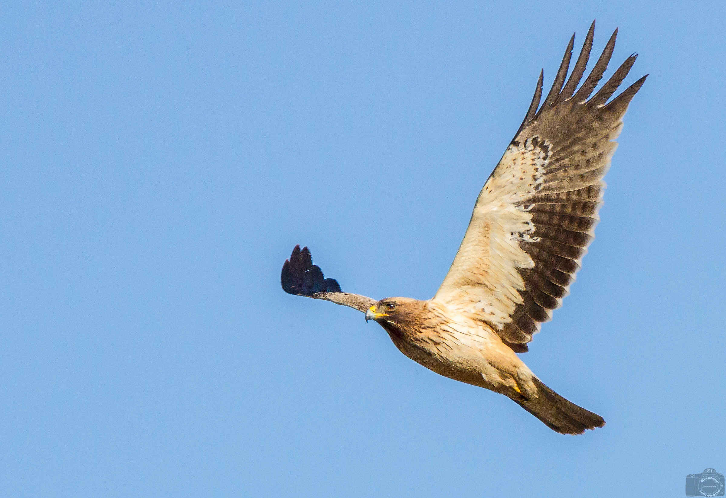 Lesser Eagle...