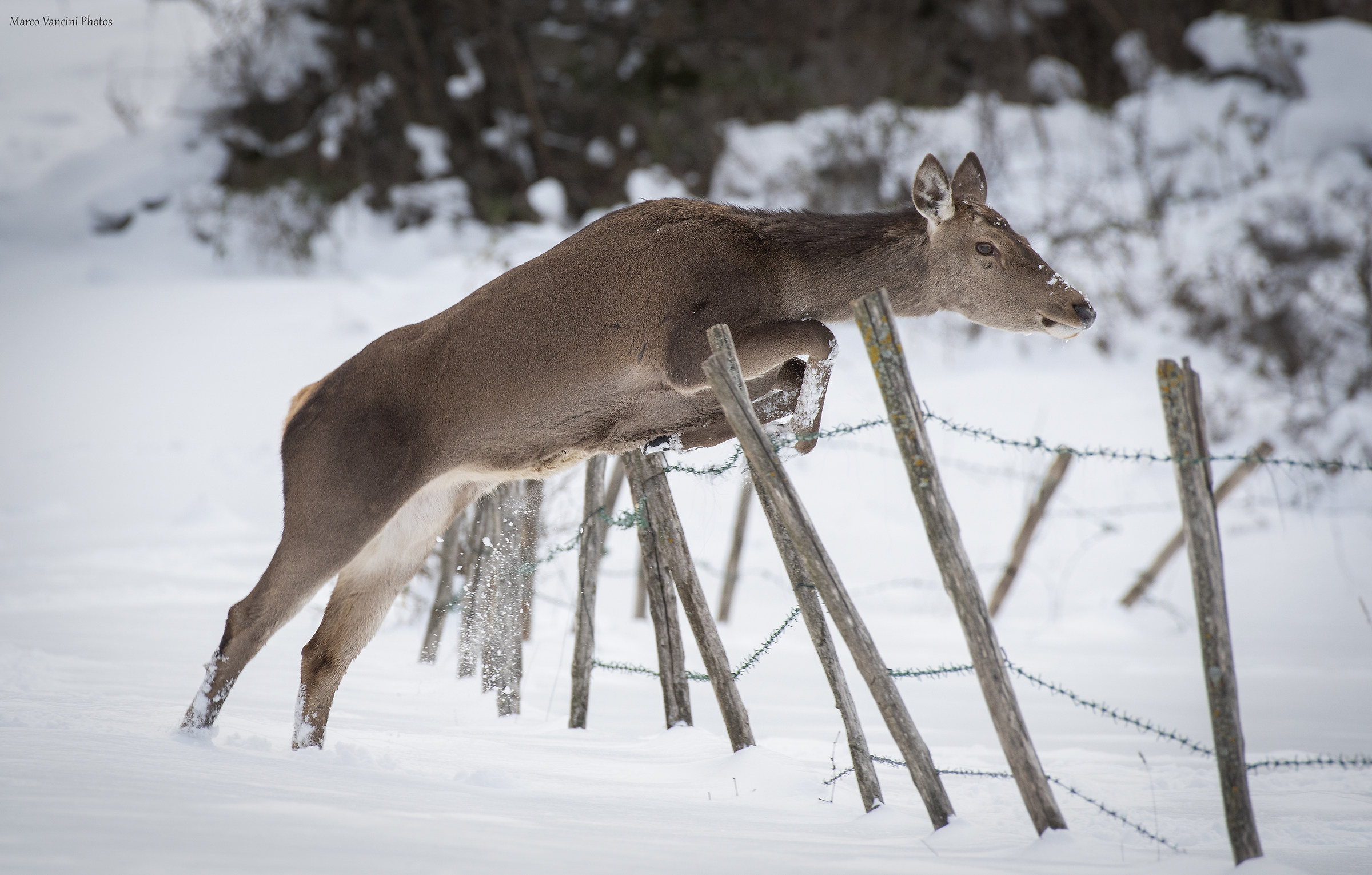 The Leap ...