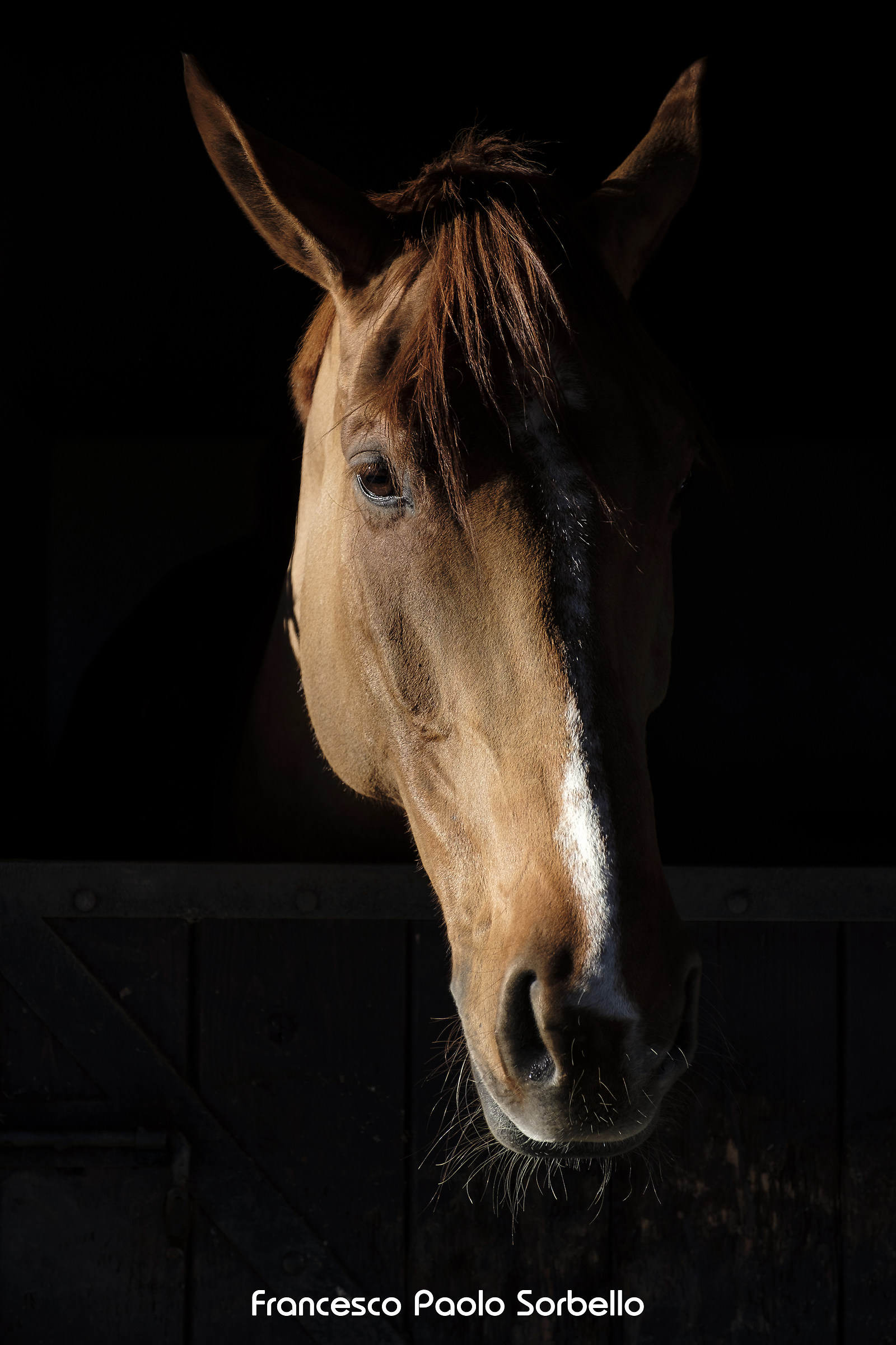 Horse portrait...