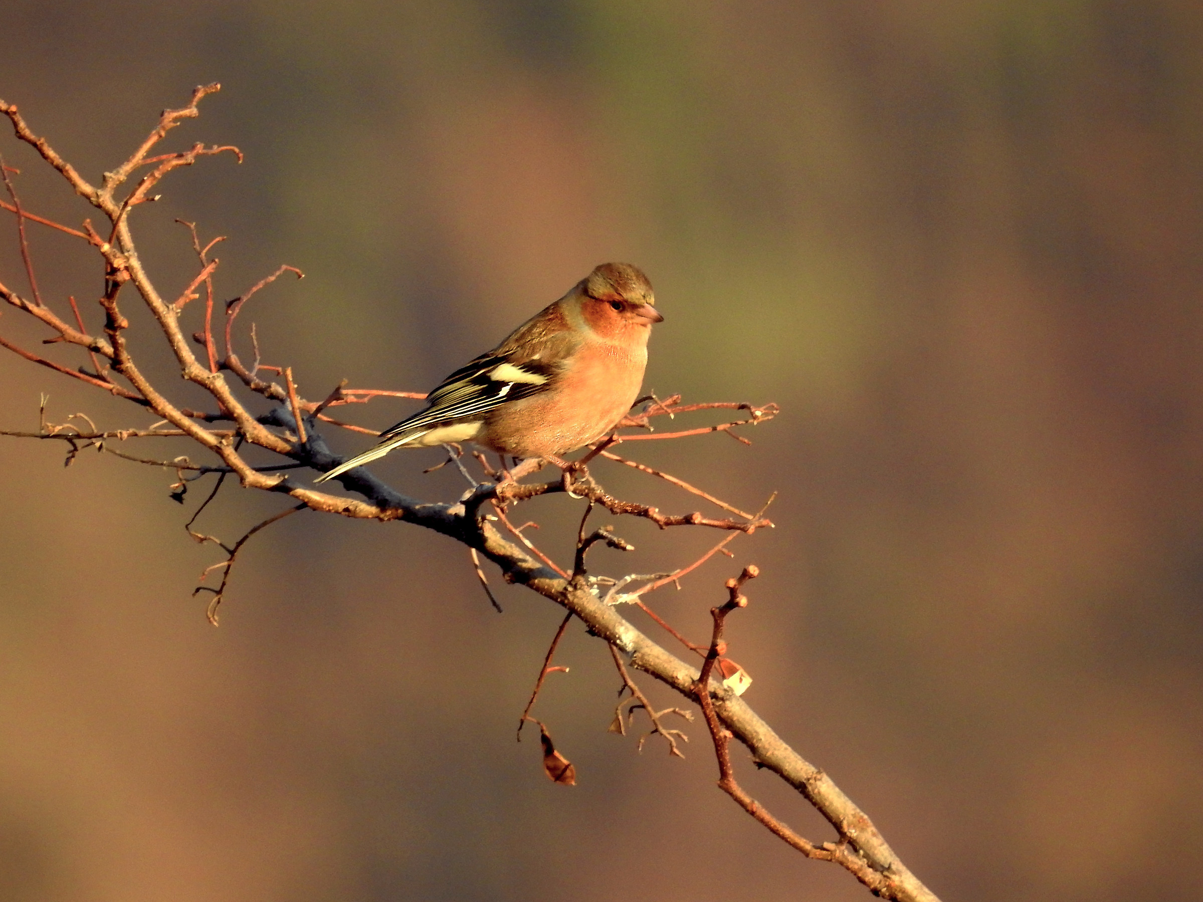 Finches at sunset...