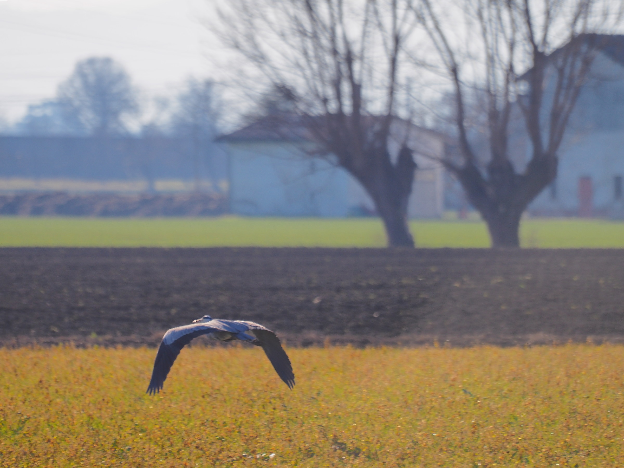 Cinerino Heron fleeing....