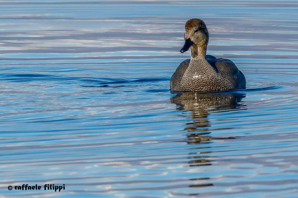 Male Canapiglia-Lake of Viverone...